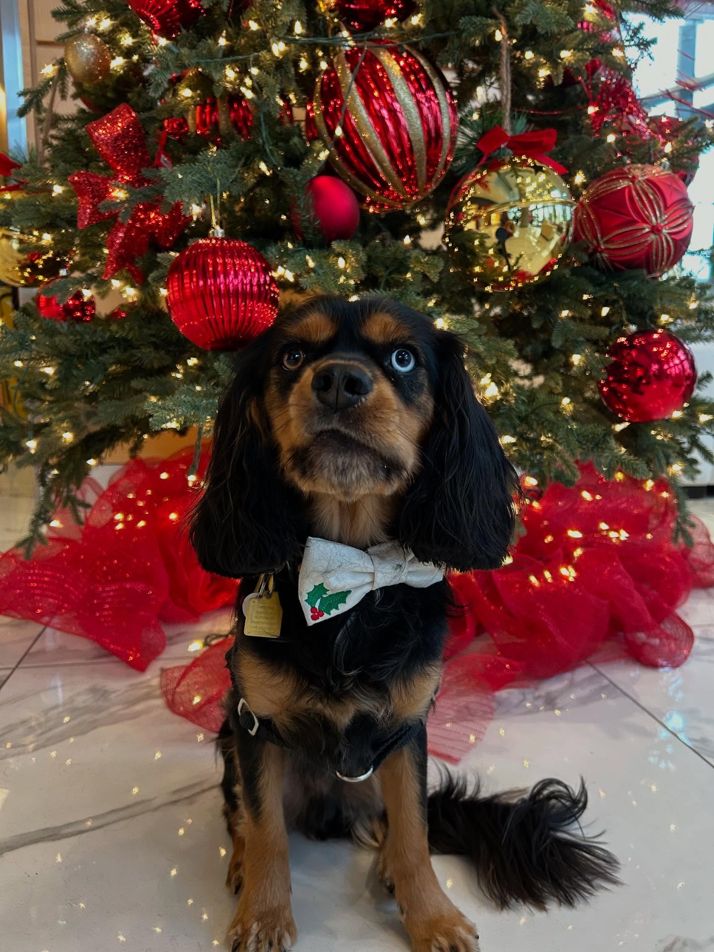 Swipe for Poe’s new Christmas sweater @chillydogs.ca and mistletoe bow tie. Both from @barkingbabies. This is my first Christmas in a decade where I am not traveling. It’s a small lowkey one with my love @wok.of.ages after a whirlwind wedding season and then some. I am so grateful to be home here in Vancouver, slowly decorating our place, cuddling our animals, creating beautiful lives for ourselves and together. I’m proud of what we’ve both accomplished since getting married (new jobs, new education, new creative feats, new community building) and look forward to a soft but joyful year. Merry Christmas, it’s good to be home.