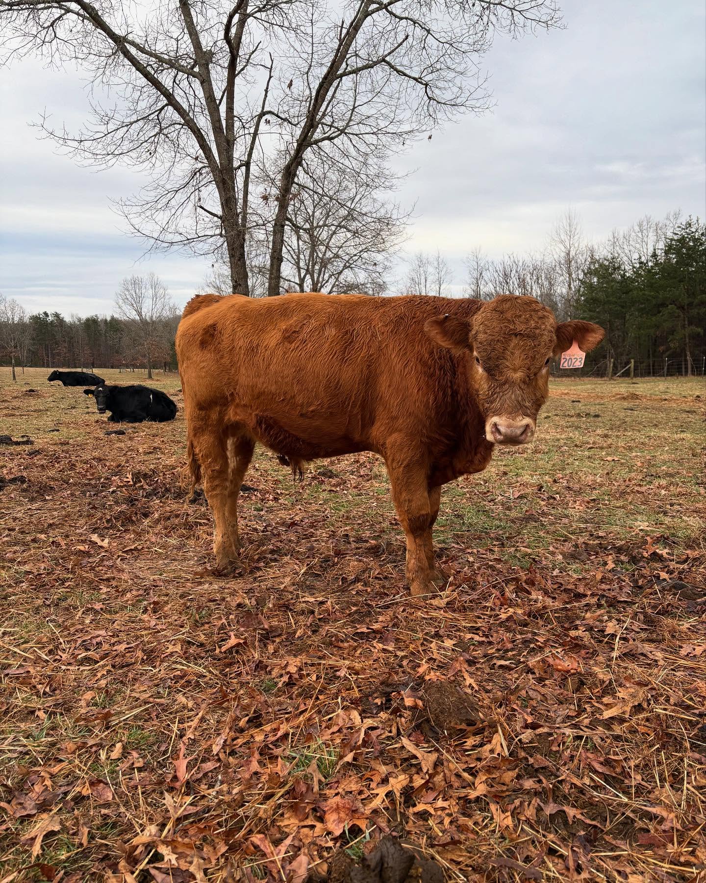 Little Clint
#clintscattle #beef #virginia #akaushi #america #americanakaushi