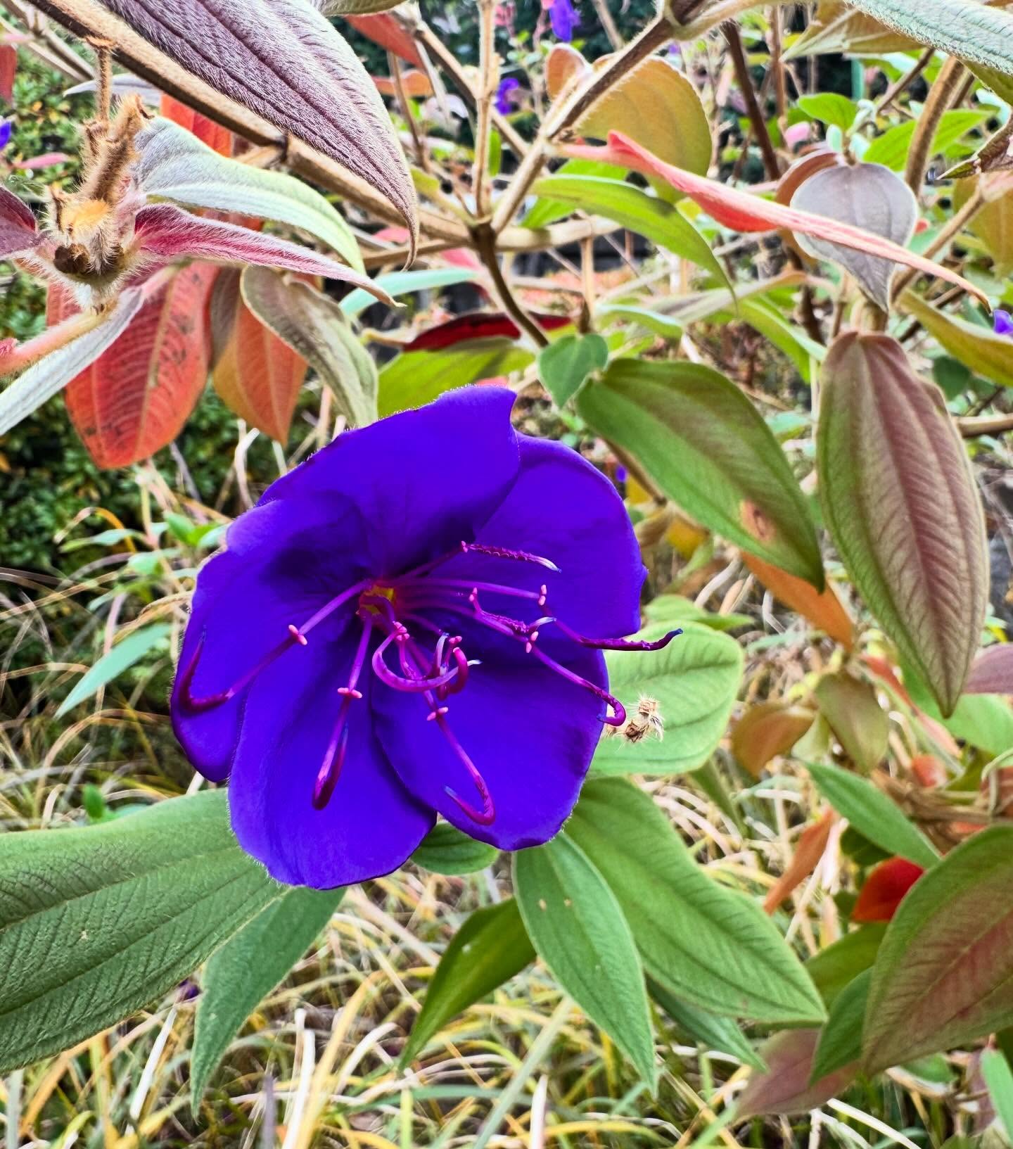「シコンノボタン」
お客様のお庭にて…
#シコンノボタン #福岡 #造園 #剪定 #伐採