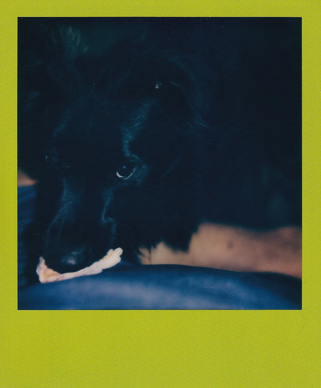 This year has been the absolute worst year my wife and I have ever had. It’s honestly been just miserable. We are looking forward to 2026, as it’s only up from here. I have not taken any pics in the past 2 months as I am recovering from heart failure, I am heading back out this upcoming week and looking forward to it. Below are a series of photos I just scanned in that have been waiting to be scanned as far back as Feb. the first pick is of my little buddy Mowgli, it is also the last Polaroid I ever took of him. We lost him this year as he was hit by car in March. The last pic is of Lilly Belle when she joined the family in June. She is a 100lbs bigger now.
Anyways, here’s to 2026.
#2025 #recap #polaroid #instantphoto #instantphotography #photograpby #moments #life