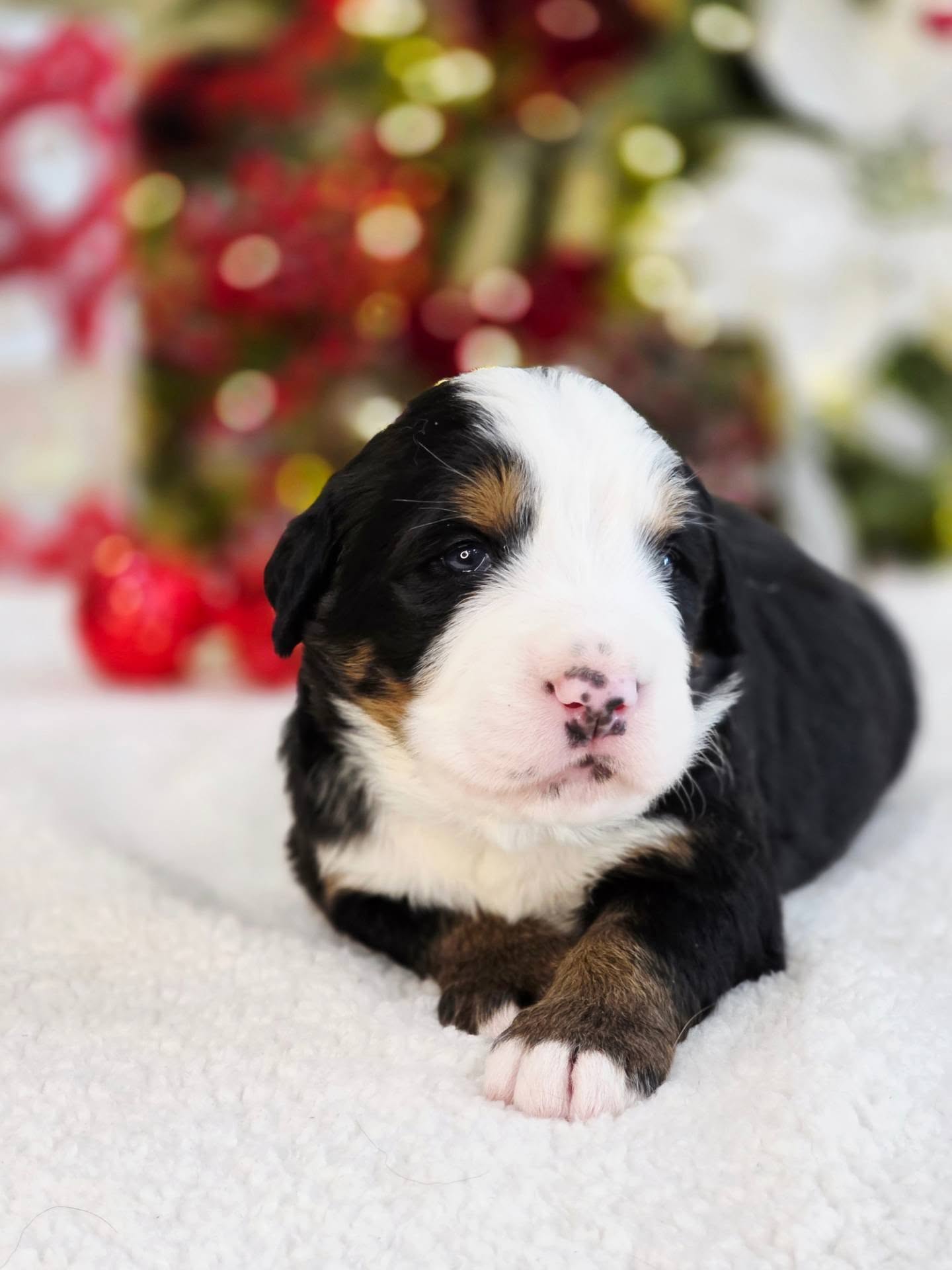 Brown boy at 3 weeks
#berner
#bernesemountaindog
#bernesepuppy #bernesemountaindoglove
#bernesecorner