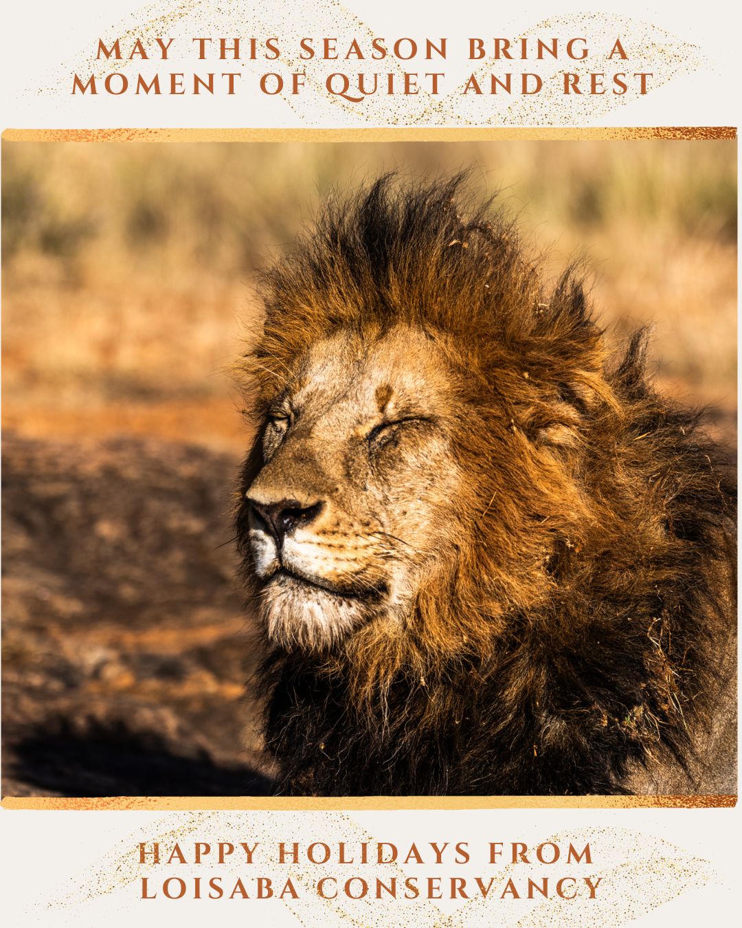 As the year draws to a close, we want to thank everyone who has supported Loisaba over the past year: our community, partners, guests, donors and supporters. Your engagement makes the day-to-day work on the ground possible.
From all of us at Loisaba Conservancy, warm holiday wishes and our best for the year ahead.
Photo © @jamielucasphotography