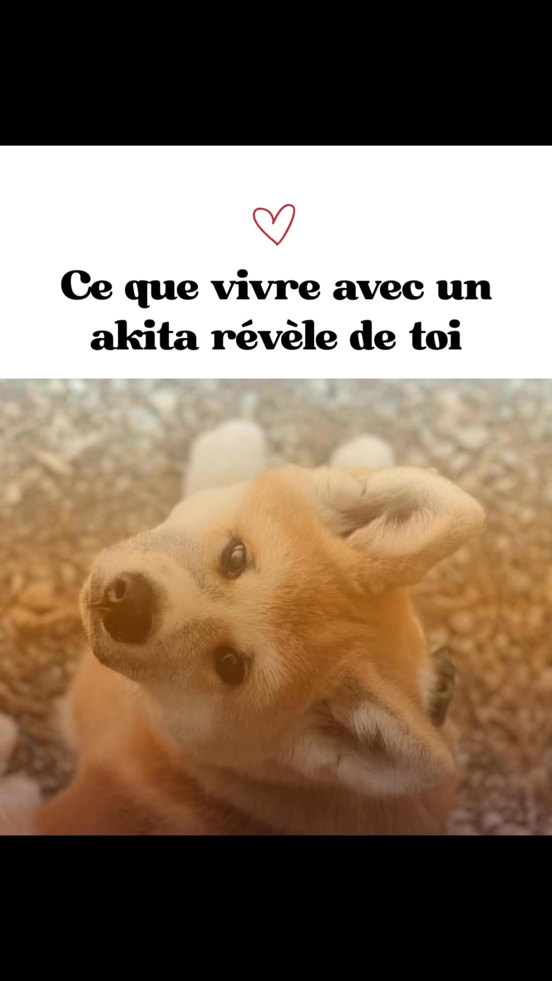 L’Akita Inu ne flatte pas.
Il reflète.
Vivre avec lui,
c’est souvent apprendre à se poser soi-même.
#RelationHommeChien #AkitaLife #ChienMiroir