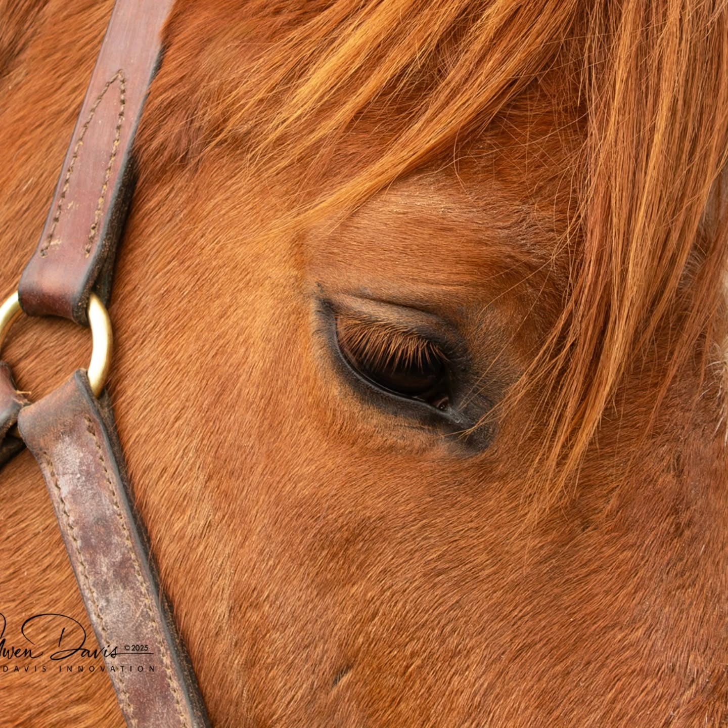 These ginger lashes are all natural and on the latest adoptable at @secondstride. Watch for Oh Monaco's listing soon at secondstride.org.