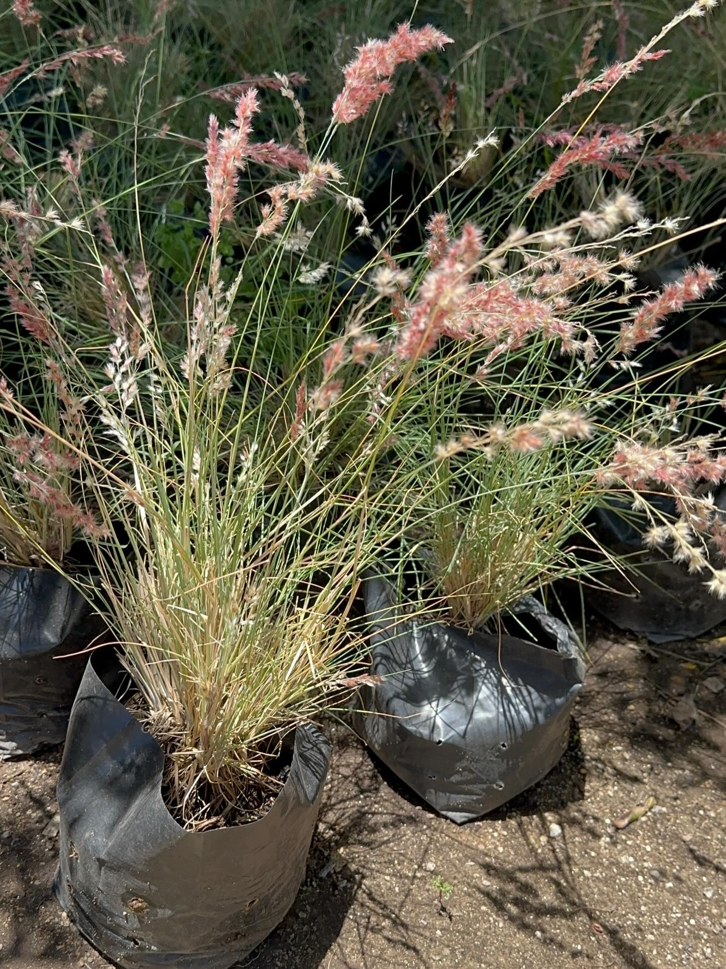 🌾 RUBY GRASS: graminea de follaje gris muy resistente a la sequía con floración en primavera y verano. Es de pleno sol y alcanza 30/40 cm de alto.
.
.
#plantasornamentales #jardin #jardineria #jardines #jardinera