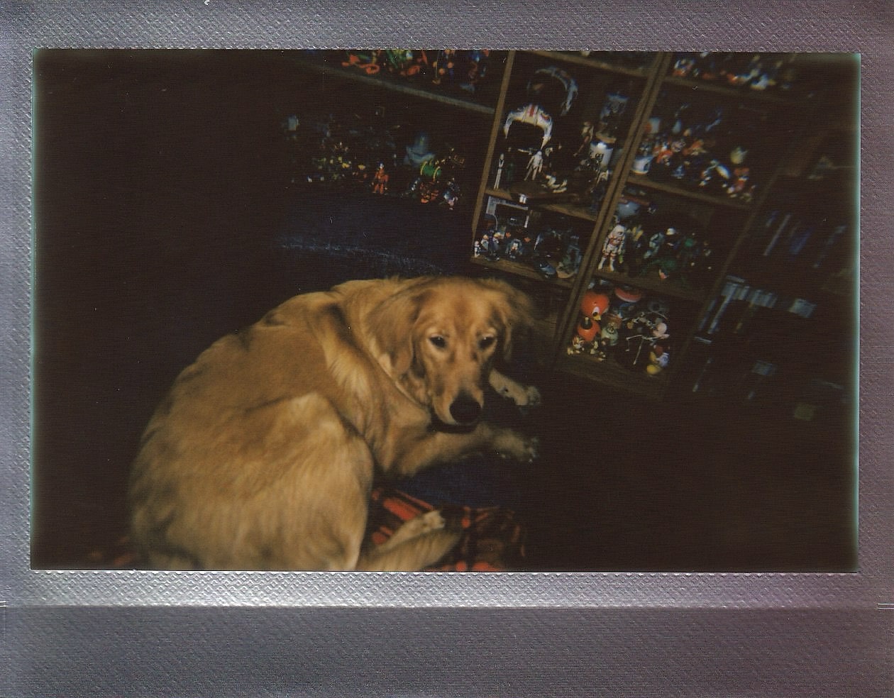 Instax Wide photo of Lilly Belle in my office seat at home.
Taken with the LomoWide
#lomowide #lomography #instax #instantfilm #instantphotography #photography #dog #goldenretrieversworld