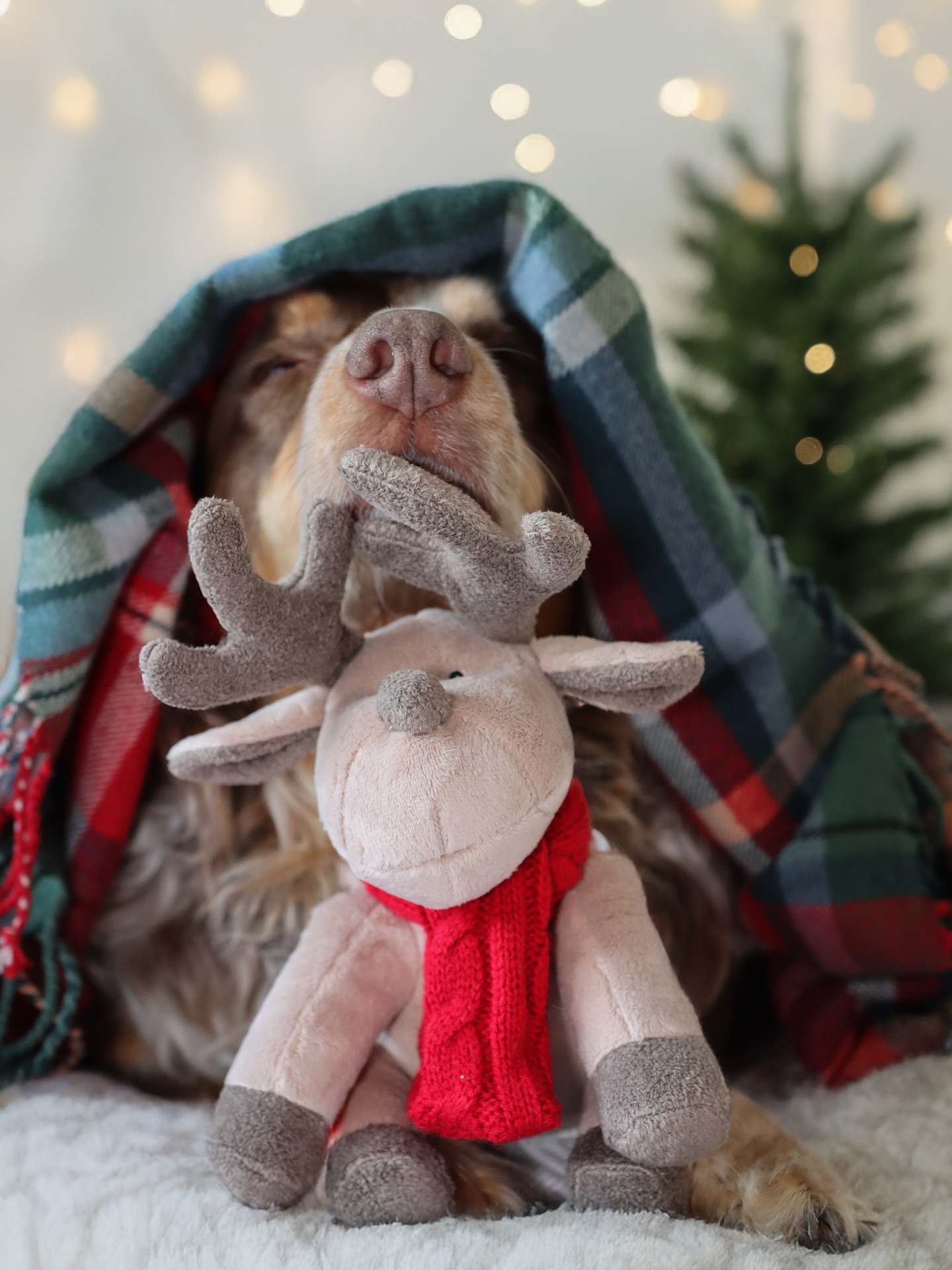 Merry Christmas EVE EVE! 🎄🎅🏻🧣
Chester is 1000% all wrapped up and ready for Christmas… emotionally prepared? Absolutely not. Cosy? Very. 🤍
Him and his @borderlovesuk Rudolph reindeer are soaking up the calm before the festive chaos begins. (We’ve actually got family coming round this year which is wild because we never have guests on Christmas Day!)
If you’re still sneaking in a last-minute treat for your dog, don’t forget you can use C&C15 for a little discount 🐾✨