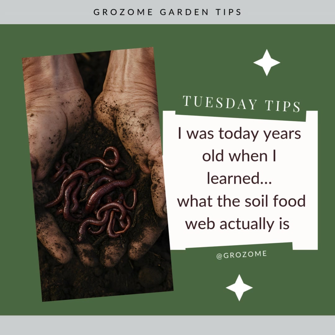 Tuesday Tip: The Soil Food Web
Healthy plants donât eat fertilizer they eat what microbes make available.
The soil food web is a living network of bacteria, fungi, protozoa, nematodes, and more. These organisms break down organic matter, cycle nutrients, and deliver them directly to plant roots in forms plants can actually use.
When the soil food web is thriving:
âą Nutrients stay in the soil
âą Roots grow stronger
âą Plants become more resilient
âą You need fewer inputs over time
Feed the soil, protect the biology, and let nature do the heavy lifting.
#SoilHealth
#LivingSoil
#HealthySoil
#RegenerativeGardening
#OrganicGardening