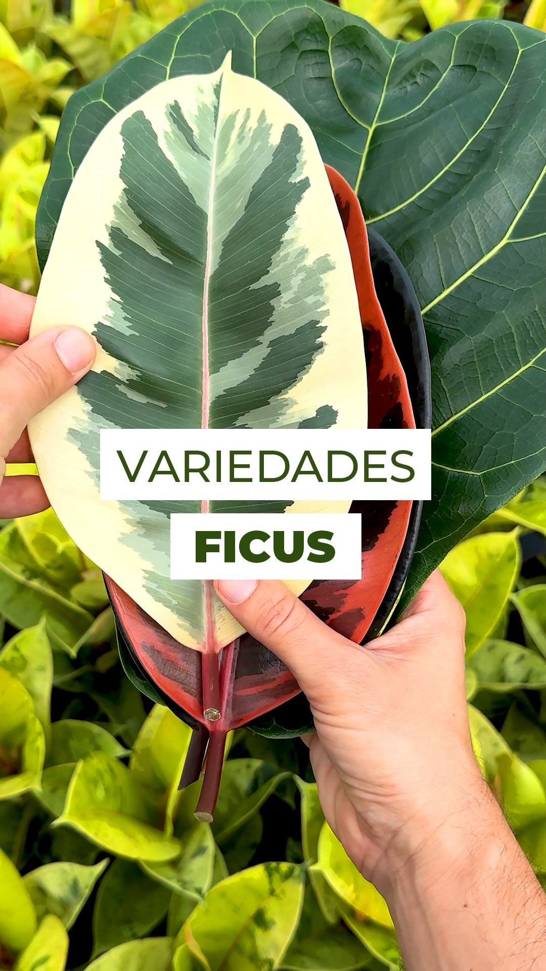 Do gótico ao fashionista, existe um Ficus para cada estilo 🌱
O Burgundy impressiona com folhas quase pretas, cheias de presença.
O Ruby chega sem medo de aparecer, com tons avermelhados que roubam a cena.
O Tineke é o elegante da família: equilibrado, moderno e sempre atual.
O Shivereana brilha com seu verde luminoso e visual nada óbvio.
O Lyrata é o clássico imponente, aquele verde natureza que nunca sai de moda.
E o Bambino, compacto e charmoso, perfeito para quem ama plantas com porte menor.
💡 Cuidados essenciais:
• Prefere ambientes bem iluminados, com luz indireta (perto da janela é ideal).
• Regue de 2 a 3 vezes por semana ou sempre que o substrato estiver seco.
• Evite excesso de água e nunca deixe acumulada no vaso.
• As podas devem ser feitas no final do inverno.
E aí, qual Ficus combina mais com você? 👇🌿
#ficus #ficuselastica #ficuslyrata #ficustineke #planta