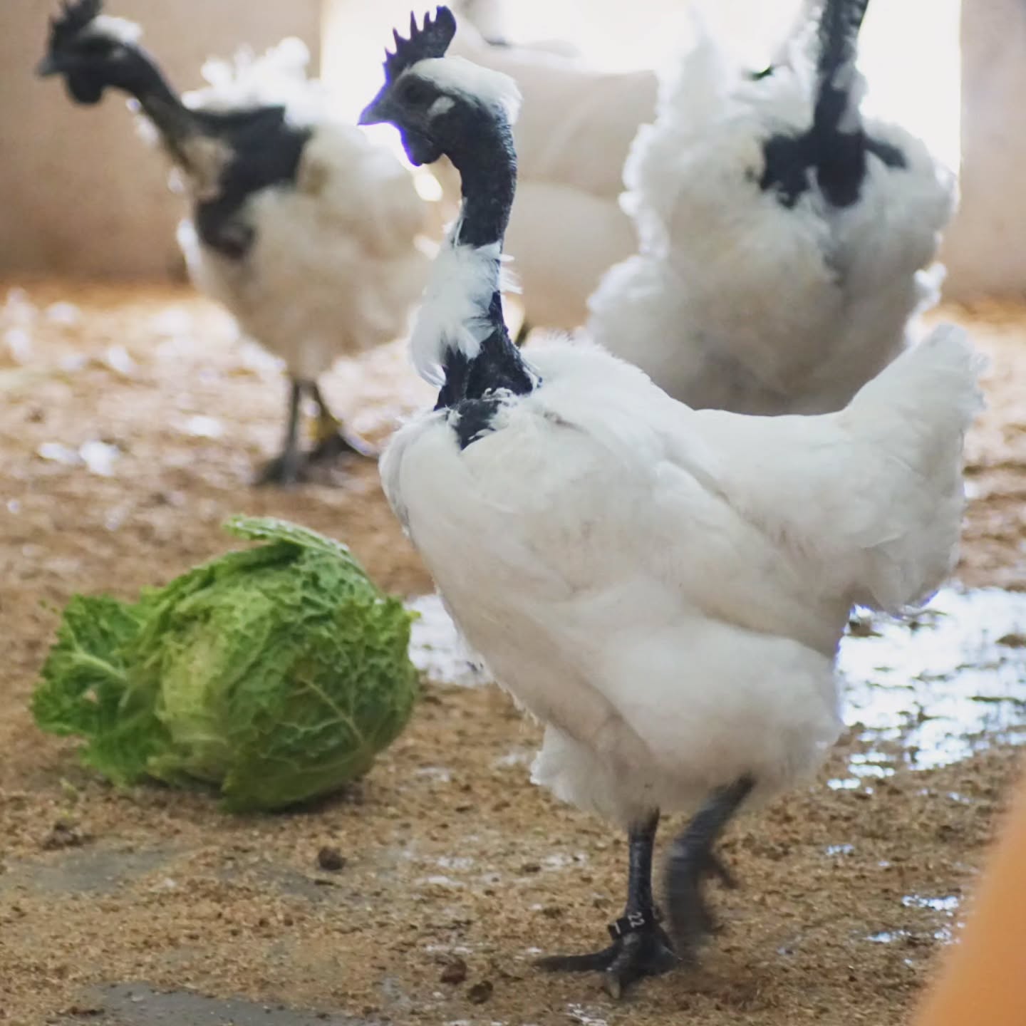 Überall kehrte Ruhe ein – auch im Hühnerstall?
Jetzt geht es wieder richtig los: Die Eierproduktion meiner Damen nimmt Fahrt auf und die nächste Proberut liegt bereits im Brutautomaten. Unsere GA Hmong Nackthals-Hühner zeigen einmal mehr ihre Vitalität und Zuverlässigkeit, selbst zur kalten Weihnachtszeit.
Wir wünschen euch frohe Weihnachten, entspannte Feiertage und einen guten Start in ein neues Jahr voller Leben auf dem Hof. 🎄✨
_________________________________
GA Hmong
Verfügbar: Bruteier 🥚, Küken 🐥, Junghennen 🐓.
Farbschläge: weiß, bunt & Nackthals in schwarz, weiß und Bunt.
https://www.broholmer-zucht.com/gahmong
Instagram & TikTok @huehnerwelt_rauch
Facebook @rauchs_huehnerwelt
_________________________________
#gahmongnackthals #Bruteier
#küken #rassehühner #hühner
Liebe Grüße und alles Gute
Euer Gabriel Rauch