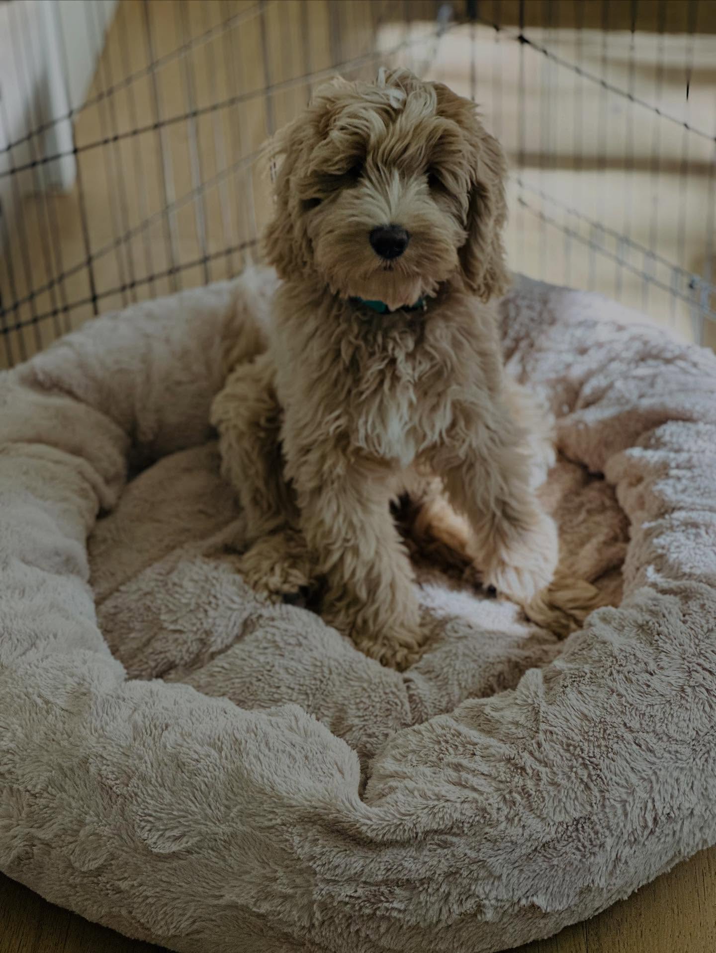 Happy Christmas Eve eve๐๐ถ๐