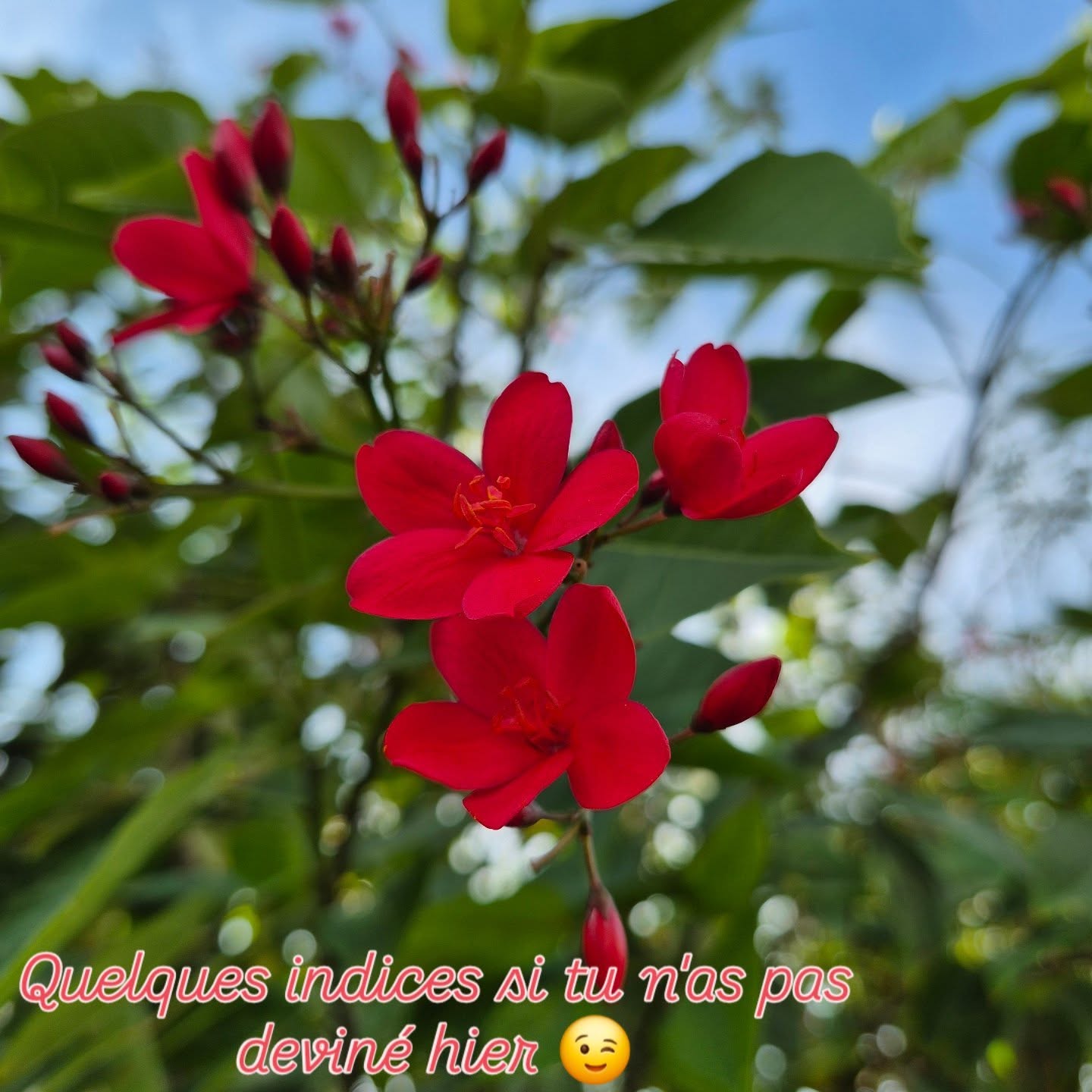 Noël au soleil... C'est dépaysant au possible, mais plutôt sympa 😁
#beautifulflowers #sun #dubai #soleil #noelausoleil