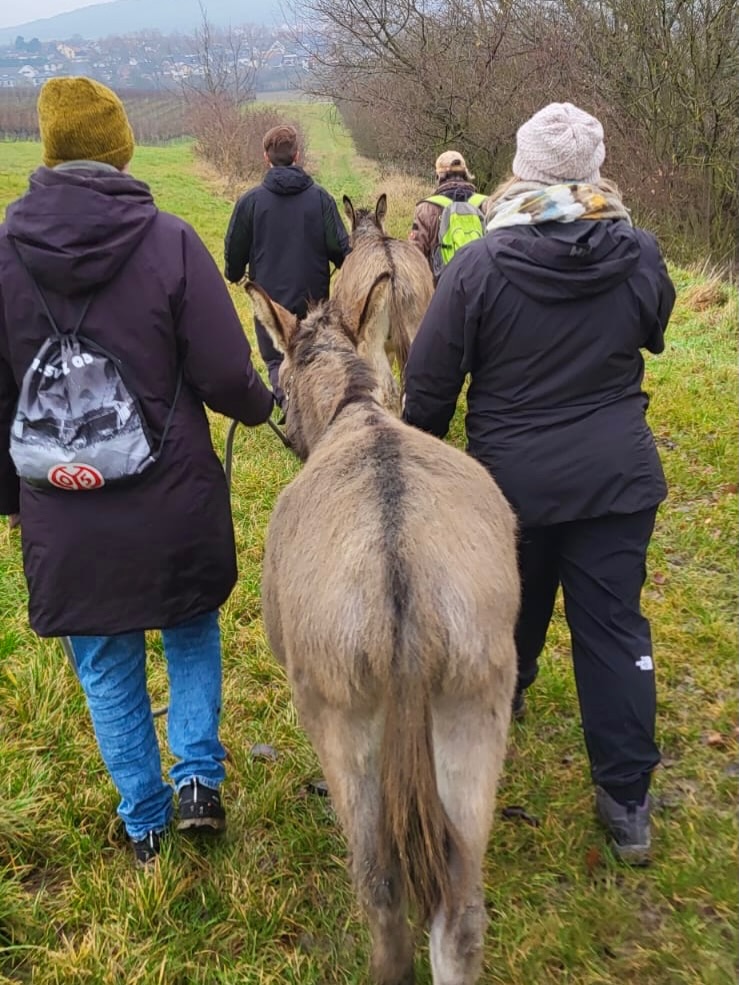🍷
Hallo aus dem schönen Selztal!
Heute fand unsere legendäre Glühwein-Kinderpunschtour statt!
Erst wurde fein gewandert….
🎄🫏🦙🦙🫏🦙🦙🫏🦙🦙🫏🦙🦙🎄
….und anschließend gab es am Zelt an unserem Stall Glühwein, Kinderpunsch und eine leckere Suppe!
Das war wieder eine runde Sache 🤗!
Schön, dass ihr da wart! 🫶
Beste Grüße, 🫏🦙 die Jungs 😘
#selztallamas #stadeckenelsheim #rheinlandpfalz #rheinhessen
#rheinhessenliebe #mainz #firmenevent
#niederolm #wandern
#wandernmachtglücklich #lamas #wandernmitlamas #alpakas #wandernmitalpakas #esel #wandernmiteseln #outdoor
#draussenzuhause #begegnungshof
#begegnungshofselztallamas
#menschundtier #tieremachenglücklich #achtsamkeit #glücklich #ausflug #teamevent #afterwork #gutscheine
#weihnachten