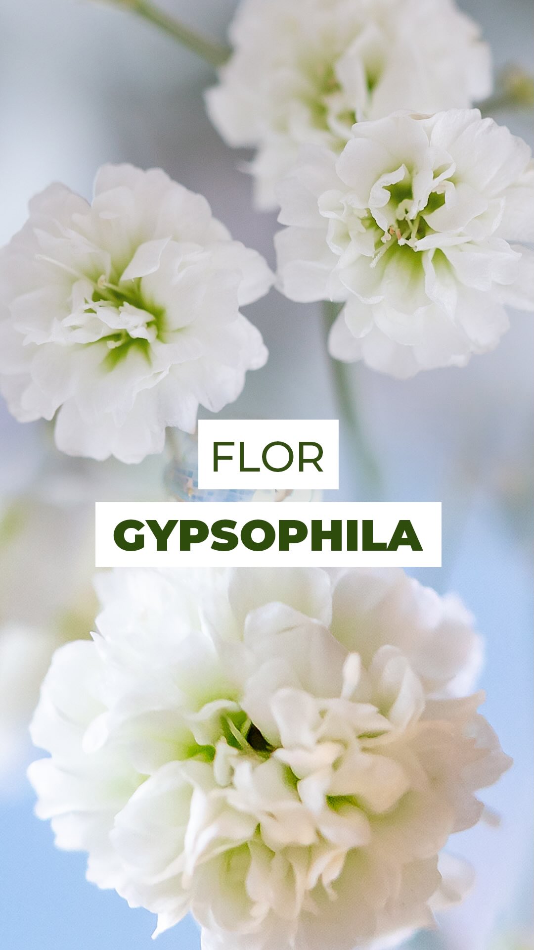 Delicada, leve e cheia de encanto, essa é uma das flores de corte mais famosas do mundo. ☁️✨
Conhecida popularmente como mosquitinho, seu nome verdadeiro é Gypsophila, uma flor formada por centenas de pequenas pétalas que criam esse efeito etéreo, quase flutuando no ar.
Apesar da aparência delicada, ela surpreende pela durabilidade e pela versatilidade. Não é à toa que virou símbolo de pureza e presença garantida em buquês e arranjos, especialmente em casamentos.
💧 Cuidados essenciais para durar mais:
* Ao receber, retire a embalagem e corte cerca de 2 cm da base das hastes
* Remova folhas que fiquem submersas na água
* Troque a água a cada 2 dias e lave o vaso
* Mantenha em local fresco, bem iluminado e longe do sol direto
* Não borrife água sobre as flores
E você conhece essa flor como Gypsophila ou como mosquitinho?
Conta pra gente 👇
#gypsophila #mosquitinho #floral #flordecorte #decor