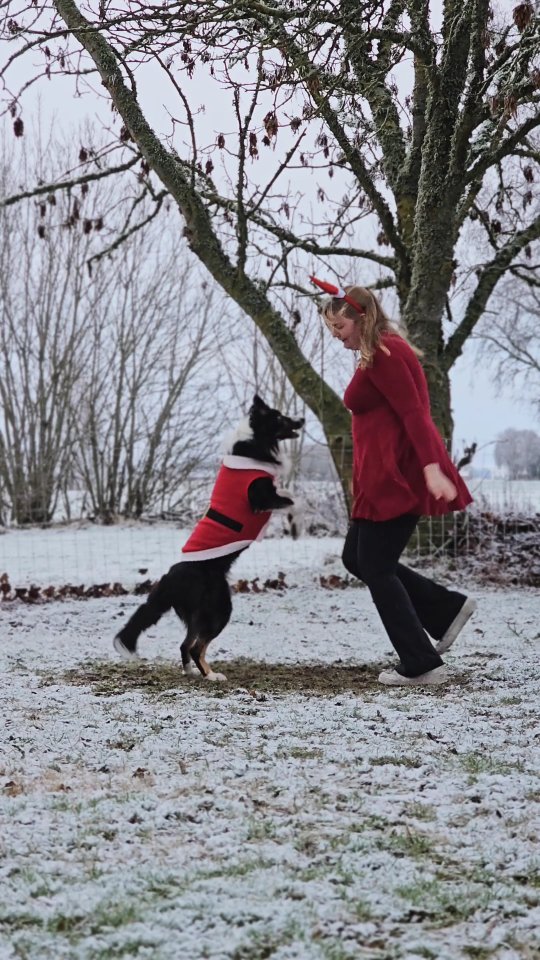 Dancing with my boys the day before Christmas ❤️⛄🎅
#DancingK9 #bordercollie #dogdancing #dogtricks #trickdog #bordercolliesofinstagram #instadog #dogdancingfreestyle #dogtraining