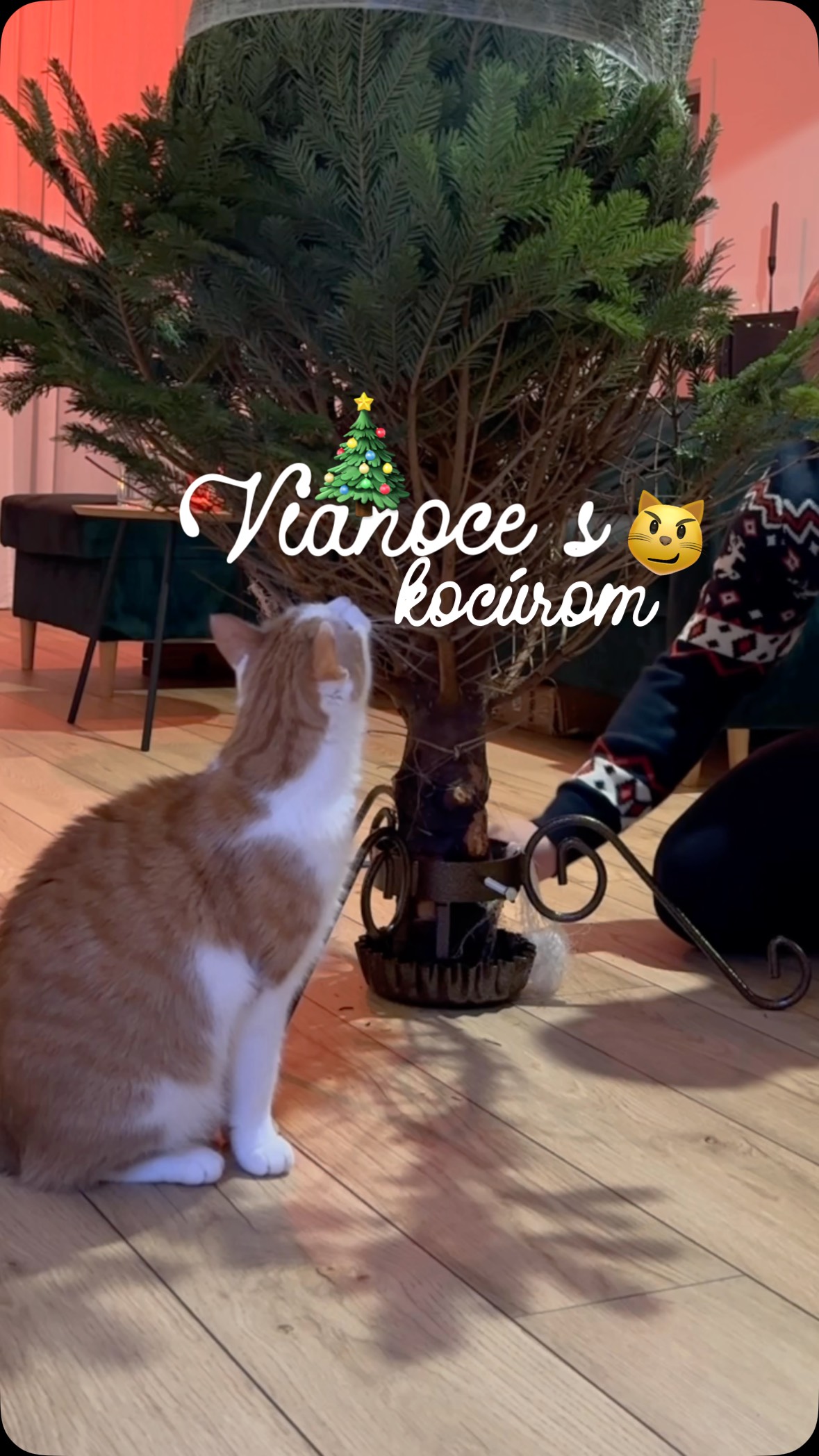 Predvianočná atmosféra s týmto asistentom 😸
Všade musí byť a všetko sledovať, držte palce ✊🏻 nášmu stromčeku 😼🎄😮💨
#vianoce #vyzdoba #christmascat #holidays #cats