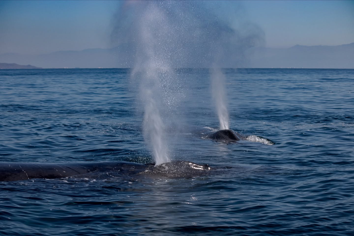 Ballenitas por doquier 🐋
Estamos en nuestra temporada favorita del año con nuestra visita favorita del año ✨
No te pierdas la oportunidad de ver a las gorditas y mándanos mensaje🙌🏻