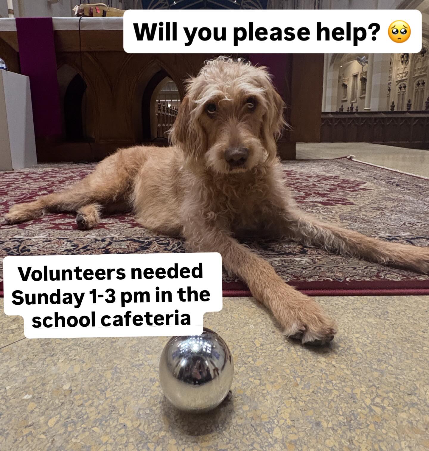 🙏 Help us with our special ornament project this Sunday from 1-3 pm in the school cafeteria (enter through the door across from the church side door and go downstairs) 🎄