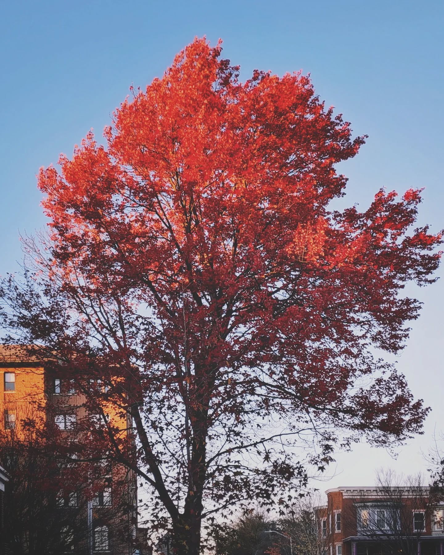 While my work does rely on the use and access to lumber and veneer, I'm grateful that even small boards can be used across multiple projects and I don't have a need to keep massive amounts of wood in stock. I buy what I need (either a 'new' stock or reclaimed when possible) and try to reduce the need for trees to be taken out of the ground. If trees can continue to supply oxygen, shade, homes for wildlife and erosion protection all while absorbing COâ‚‚ then let's let them do their thing. Also, they're so damn beautiful!
So it is time again for the yearly contribution towards making our very flawed world maybe just a tiny teeny bit better. Every year, Kerrigan Restoration donates to @onetreeplanted to restore forests throughout the world. $1 plants 1 tree and I've committed to contributing 1% of the company's income plus $1 for every piece of furniture I complete. Because more trees equals more better.
Running total since 2019: 4581 🌳
#restoredinbaltimore