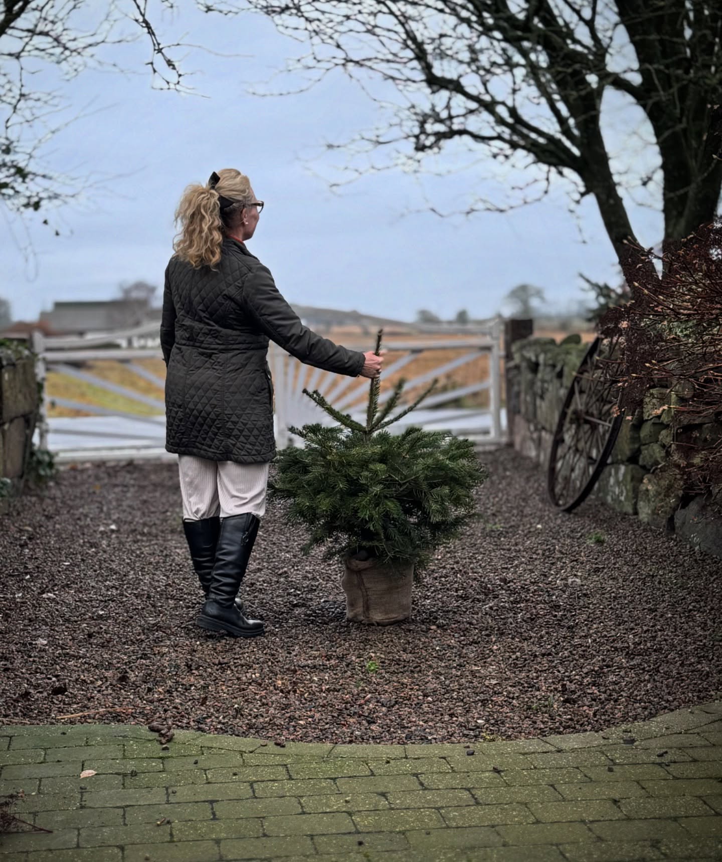 ~Liten men naggande god~
Fixat julgran i helgen😂Fanns i vårt närområde typ bara sådana mindre snygga granar kvar som folk hade ratat.
Från att vi annars håller oss med 4 meters granar till att vi kom hem med denna, en 1 meters hög kungsgran..🫣
Men det bästa är att den är krukodlad, så den kommer att hamna i trädgården snart!
I år hade vi först tänkt strunta i gran då vi i juldagarna reser iväg🇮🇹och något grönt måste man ju ha??
Den passade fint i en av vinkorgarna som vi hade med hem från Italien och letade sen upp de minsta pyntet som fanns i gömmorna. Nyfikna på resultatet?
#julgran #julstämning #juldekoration #åretsgran #kungsgran