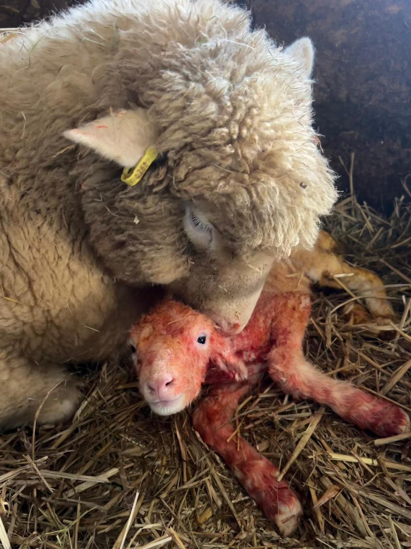 We’ve now closed our office doors for Christmas! If you need us at all over the festive period like this Christmas Eve lamb delivered by vet Sophie did today, just call the usual office number 🐑 🎅🏼⛄️