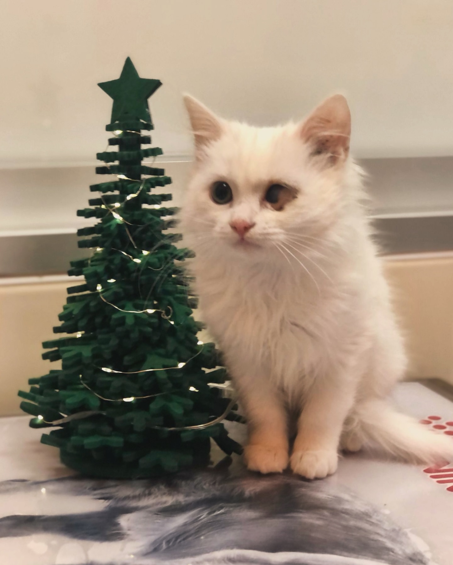 Il Natale è fatto di amore, di presenza, di cura. 💙
Da Arkadia vi auguriamo giorni pieni di calma, calore e amore condiviso con chi ci rende migliori ogni giorno 🐶🐱
📌 Orari delle festività:
• 25 – 26 – 27 dicembre: chiusi
• 31 dicembre e 1° gennaio: chiusi
• Riapertura il 2 gennaio
Buon Natale da tutti noi 🎄✨
#ArkadiaVetClinic #NataleConIPets #BuonNatale #AmoreCheCura #caniegatti