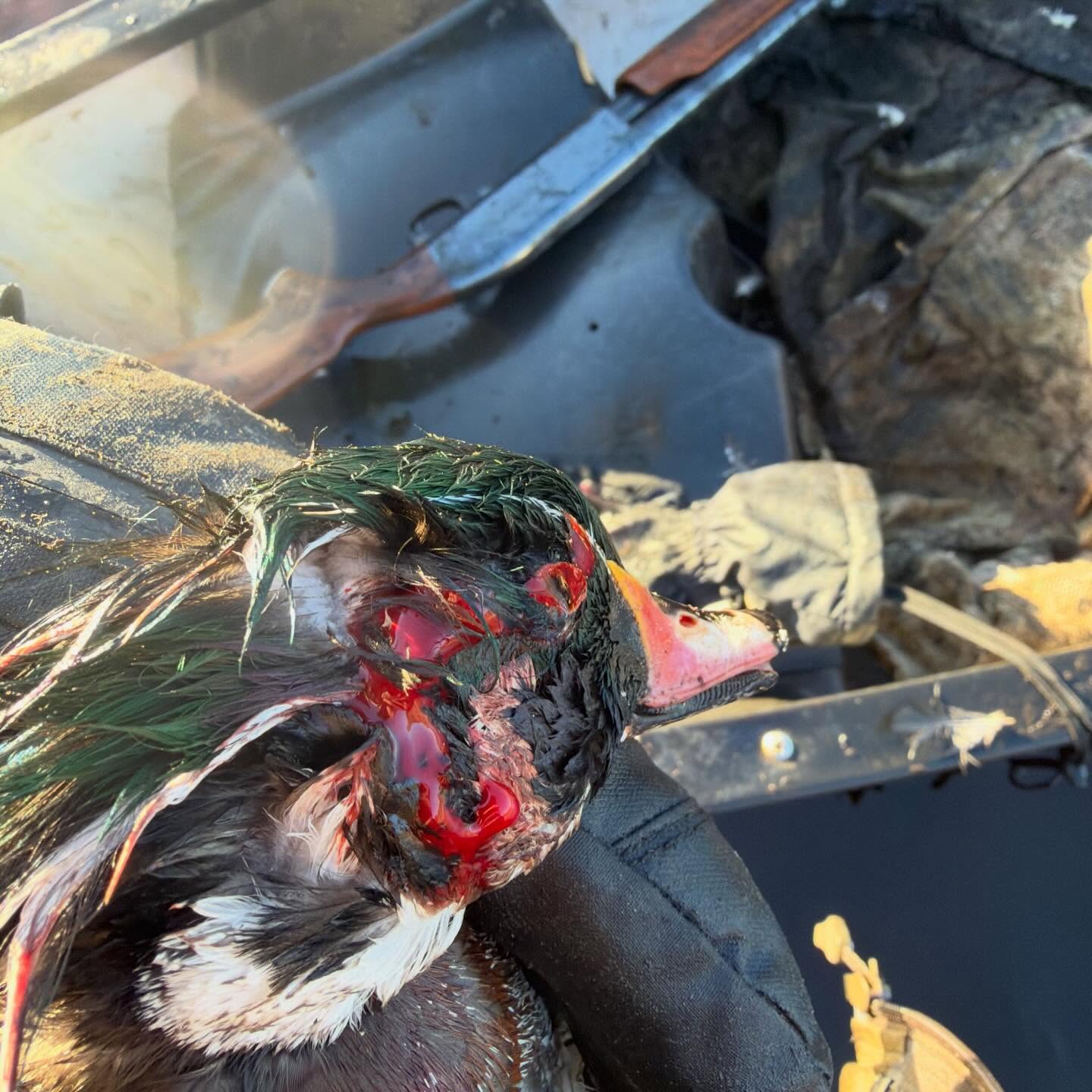 Good week of duck hunting on the river last week! Hopefully getting in some more duck this week, but I’d also love to fill the last buck tag! #hunting #massachusetts #huntingnewengland #duckhunting #duckhunter