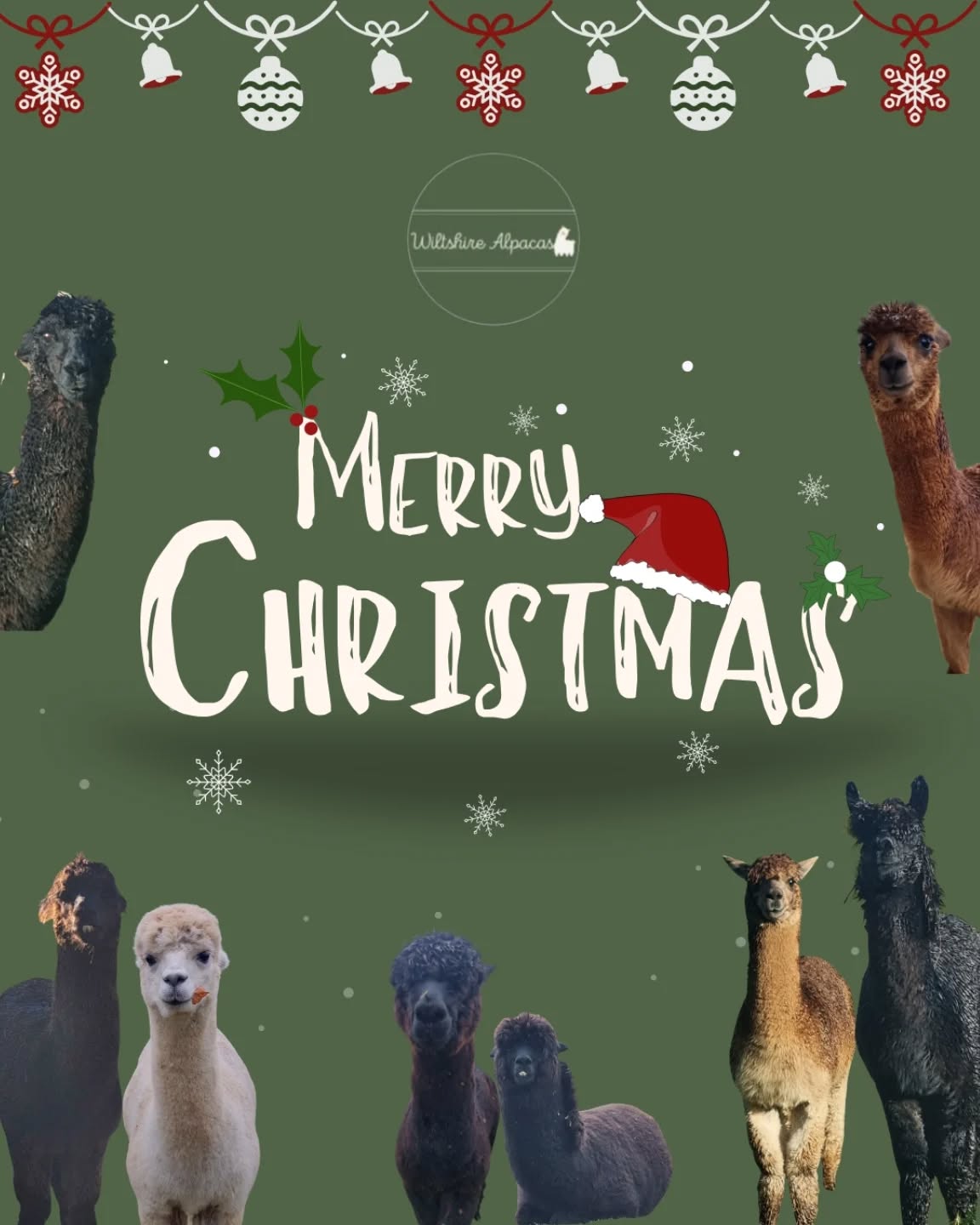 Merry Christmas from all of us at Wiltshire Alpacas 🎄🦙
Thank you for all the love and support this year! See you in the New Year!
#MerryChristmas #WiltshireAlpacas #AlpacaLove #FarmLifeUK #FestiveVibes
