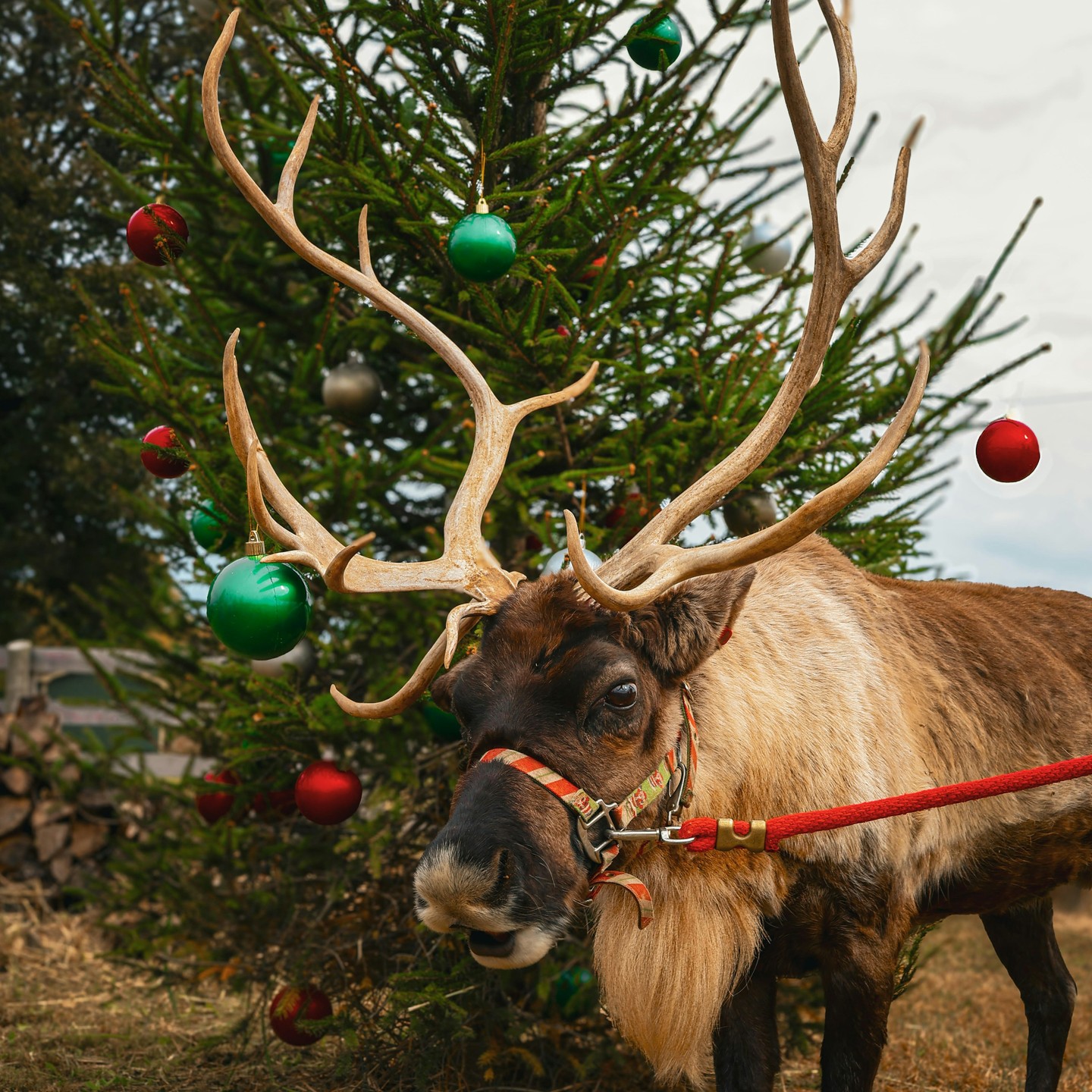 The Rudolph of Kentucky 🦌
Christmas magic lives only a short drive from Williamson County, at The Reindeer Farm in Bowling Green. The holiday experience includes real-life reindeer encounters, family-friendly activities and locally sourced sips.
Read all about it through the link in bio or in our latest issue.