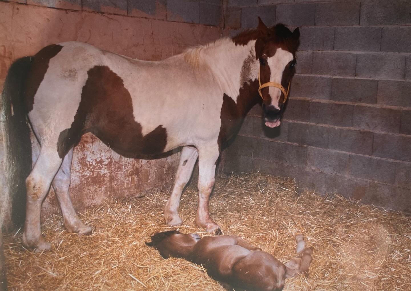 In the coloring book portrait of two posts ago, you’ll see a mare in the night sky, watching over her son. That’s Ištá Wí (/ishtawi/) — Apache’s mother, and my very first horse.
She was the one who truly opened the door for me to how deeply horses feel, sense, and connect. Before her, I had felt that horses could sense us…but with Ištá Wí, I knew. She validated my intuition, my sensitivity, and my connection to them in ways I’ll forever be grateful for. 🤩🌙
And then there’s Apache — born into my life, and still walking by my side 23,5 years later. He has been my greatest teacher, my mirror, my fire. The bond we share is deep, mutual, and endlessly loving. He loves me so much — and I him — and I feel profoundly blessed for every day with him. 🔥🤍
These photos are the beginning of our story.
Mother and son.
Moon and fire.
A love that shaped everything that followed. ✨
If you’re coloring the illustration, now you know who’s who. And if you’re simply witnessing…thank you for holding this moment with us. 🥰
The coloring book is linked in my bio for those who’d like to bring their story to life in color. 🎨💫
#horsebud #horselove #horse #connection #motherandson
