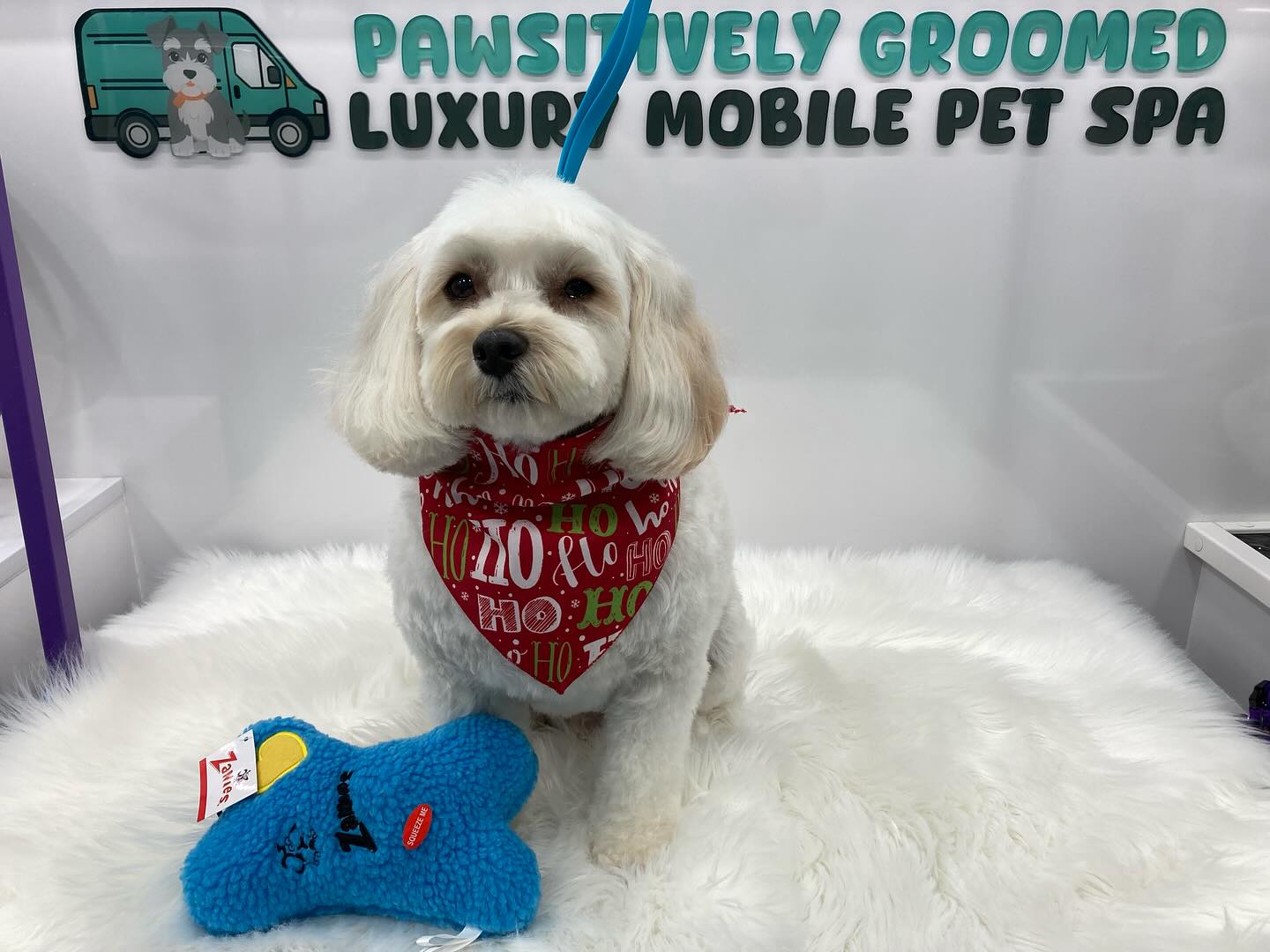 Merry Christmas from Pawsitively Groomed!🎄🐾