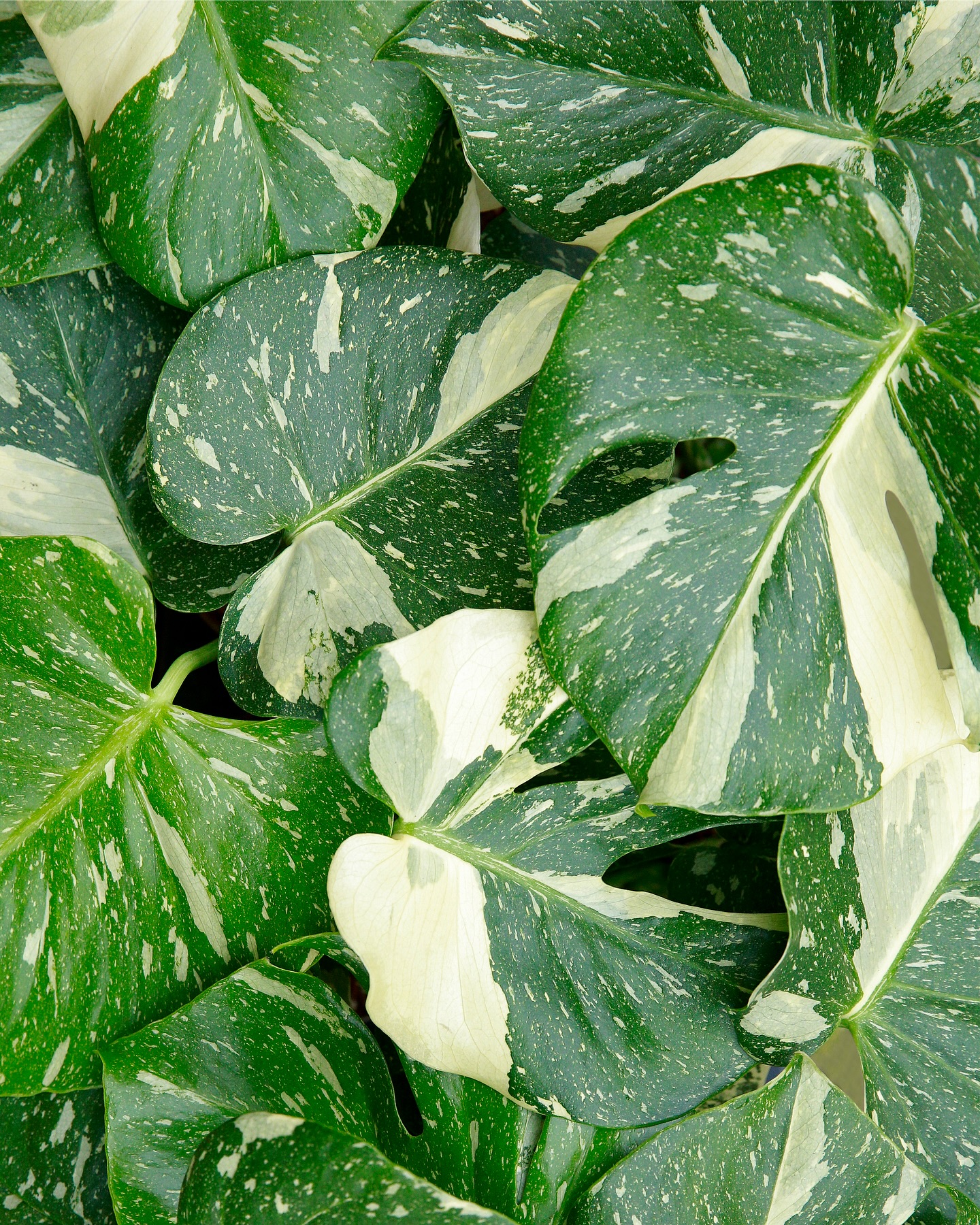 ✨ MONSTERA THAI CONSTELLATION ✨
C’est notre dernier arrivage avant Noël & il va falloir être rapide 🎁
Le Monstera Thai Constellation est disponible à prix tout doux : 36,95€ seulement 😱
Avec ses panachures crèmes qui rappellent un ciel étoilé, il deviendra bientôt la pièce maîtresse de votre jungle 🌱
⚠️ Stocks ultra limités : seulement 8 plantes disponibles en boutique & sur le site 🫶🏼
Premiers arrivés, premiers servis 💚
📍 Jēra, 51 avenue Jean Jaurès, Domont
👉🏼 www.jeraplantshop.com
#jeraplantshop #monsterathaiconstellation #plantesrares #boutiquedeplantes #plantslovers