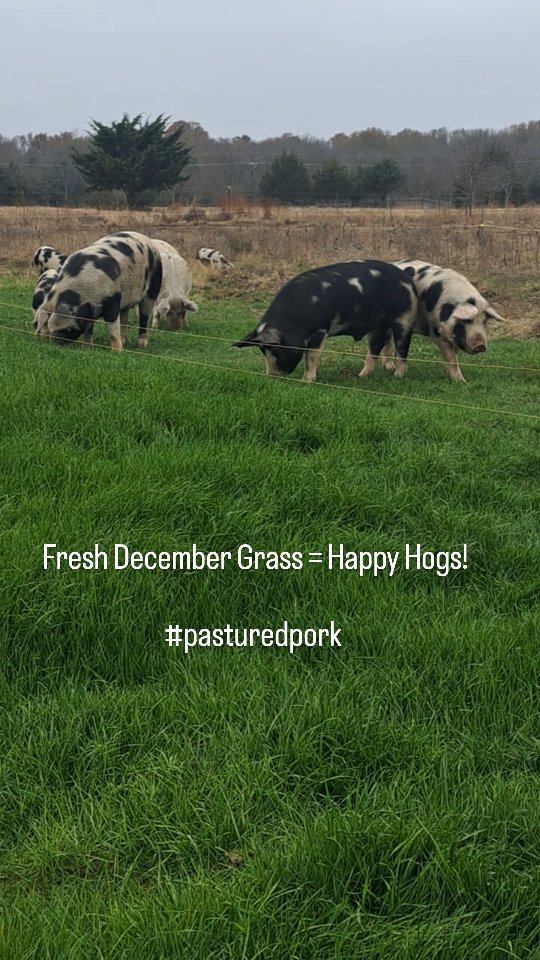 Moved the pigs over to give them access to fresh grass. We'll spread some seed on the areas they moved out of so we'll have grazing pasture in the spring.
#farmtotable #pasturedpork #regenerativefarming #farmersvilletx #knowyourfarmer