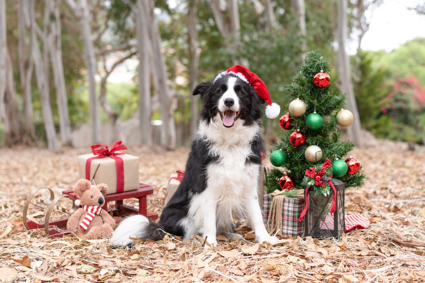 Merry Christmas from Santa Paws ! May your day be full of zoomies, treats, belly rubs, love, health, and abundance 🎄✨
We are so grateful for each of our amazing clients and for the incredible dogs who bless your lives and ours every single day. Thank you for trusting us and being part of our pack. Thank you yoshie_photo_la for capturing the holiday spirits with your fabulous photos