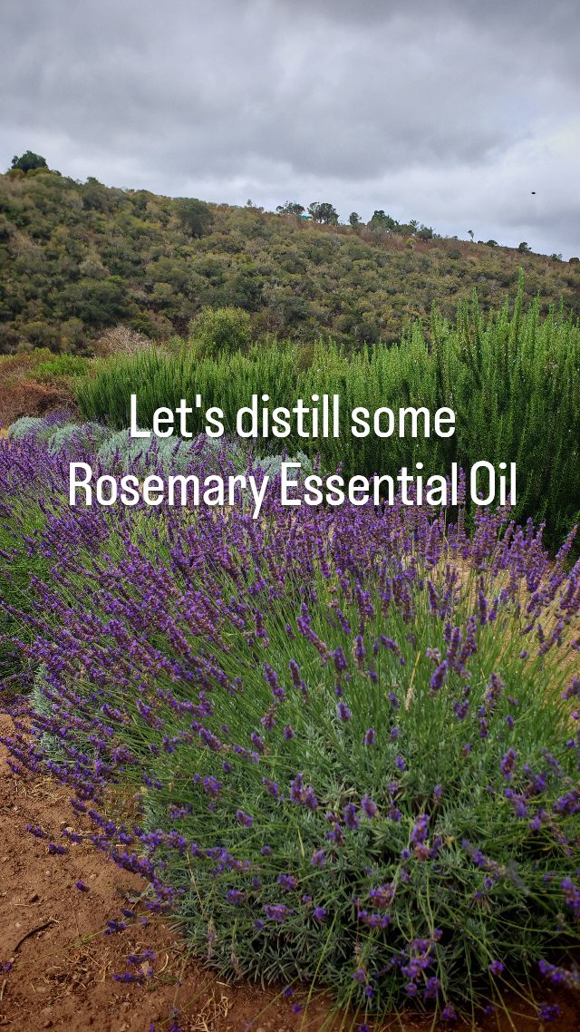 My first go at an essential oil distillation - very soon all of our rosemary, lavender and rose geranium essential oils will come from the beautiful plants of @wildoliveguestfarm 😍😍
#essentialoils #distillation #ArtisinalSoap #NaturalBeauty #satisfying #NaturalSoap #CleanBeauty #equinoxbodyandhome #handmadesoap #soaplovers #ecofriendlyliving