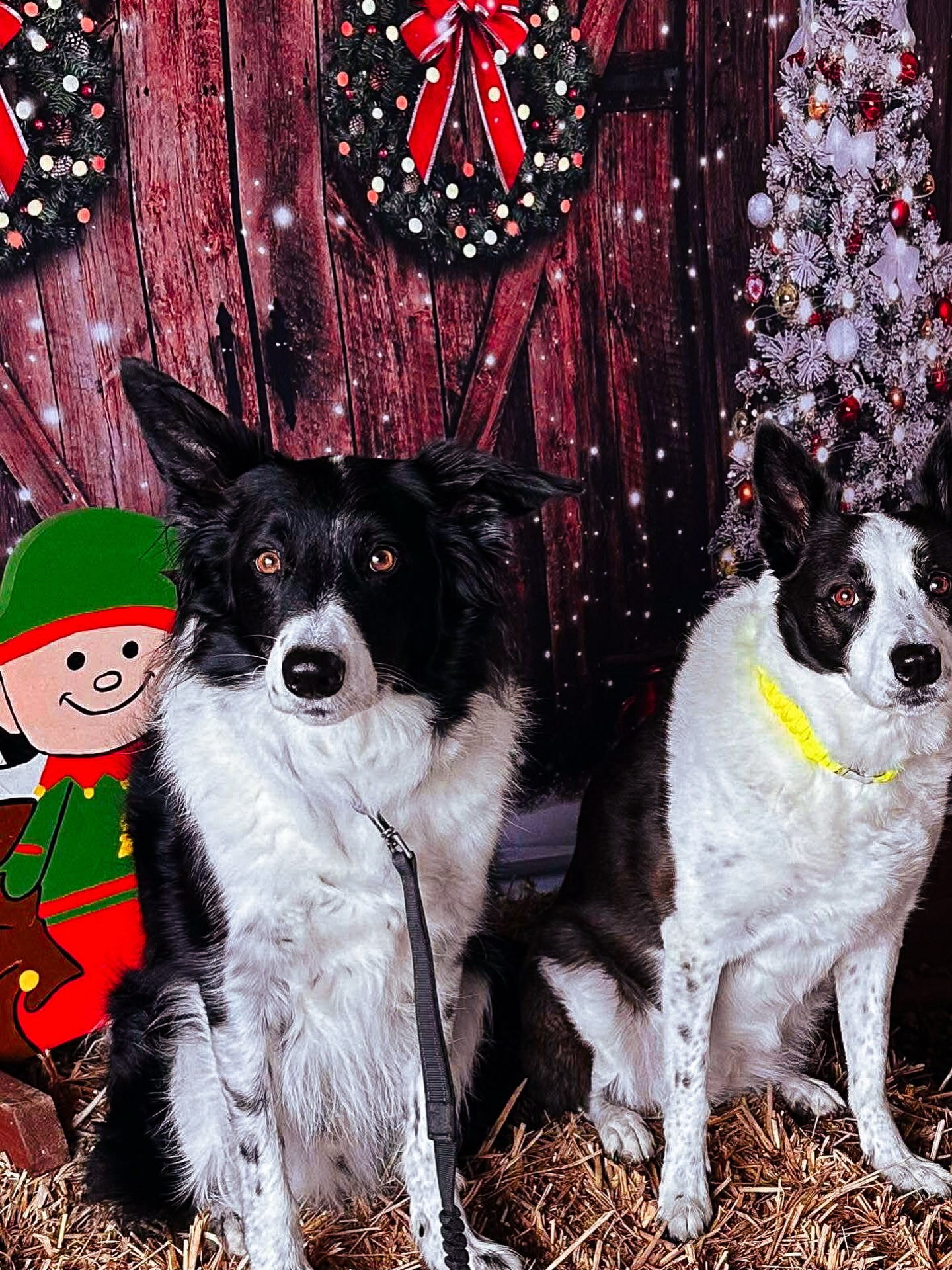 🎄 Christmas Curiosities 🎄Do your dogs get Christmas gifts? 👀🐾
Comment below 👇
#SecureDogField
#SecureDogFields
#SecureDogWalking
#SecureDogWalkingFields
#ChristmasDogs
#ChristmasPhotoBooth