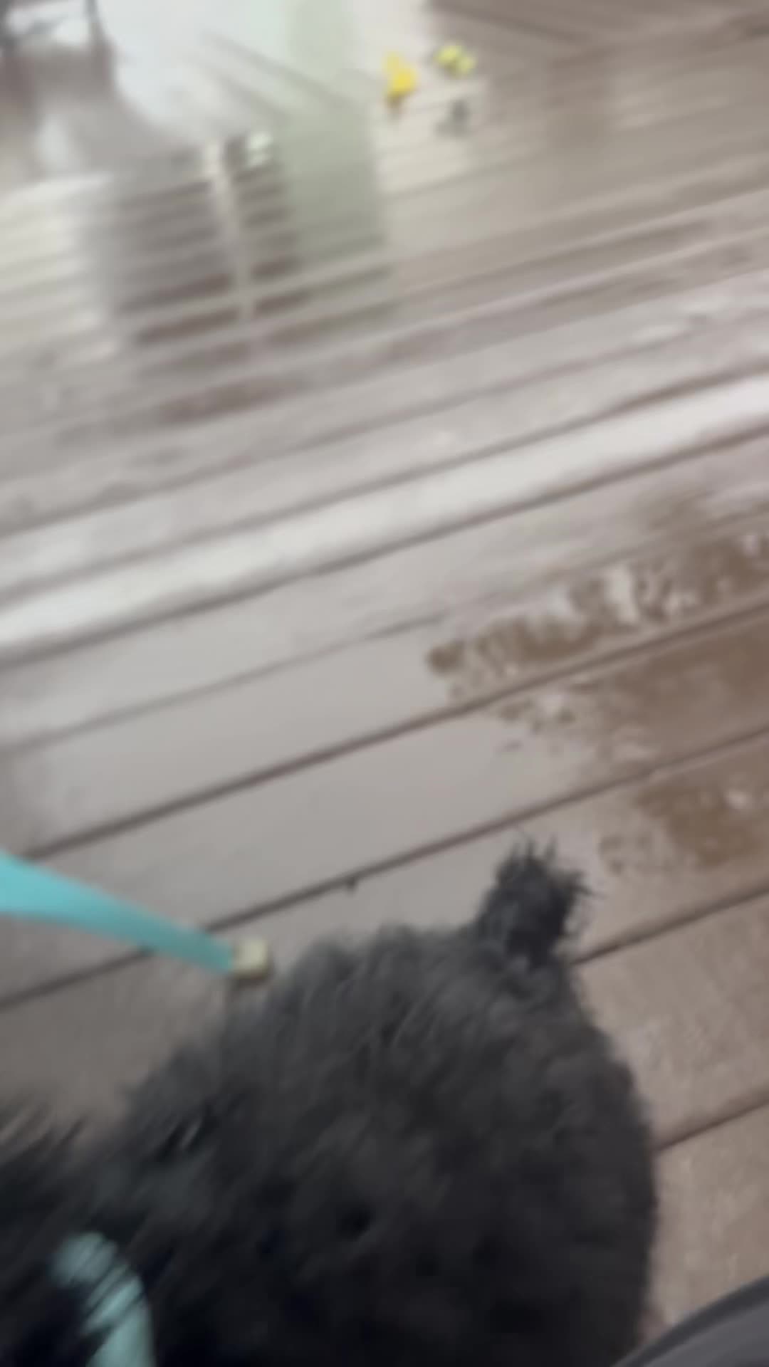 No better way to enjoy the rain than to play in it with a puppy and make it a fun new experience! #playintherain #puppyplaytime #rainypuppydays