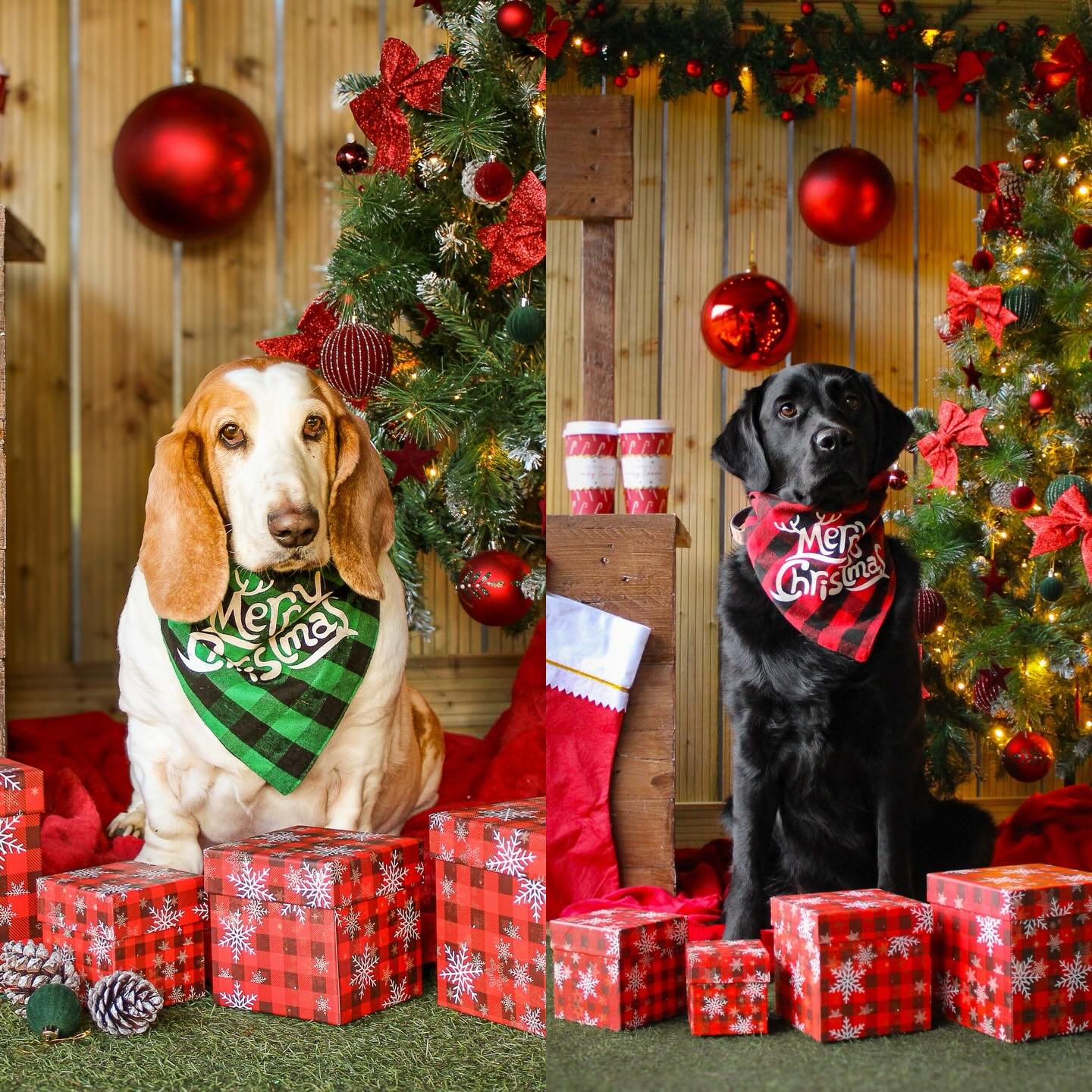 Seven years in, and we are still blown away by the love and support from our incredible Pawsome Family.
From clients who have been with us since day one (Beatie on the left) to those who have recently joined (Luna on the right, our newest pack member) and EVERYONE in between— thank you for trusting us with your dogs, year after year.
The thoughtful gifts, the handmade surprises, the chocolates, the personalised keepsakes, and even gifts for our staff dogs, along with the lovely messages written in your cards, truly mean more than we can put into words.
We feel so lucky to do what we do, supported by an incredible team who care so deeply for every dog that walks through our doors, and surrounded by such kind, generous humans and their amazing dogs. Thank you for being part of our family.
We’re now signing off for a short break and will be closed until Monday 5th January.
Wishing all of our wonderful clients and their dogs a very Merry Christmas and a Happy New Year. We look forward to seeing you soon.
