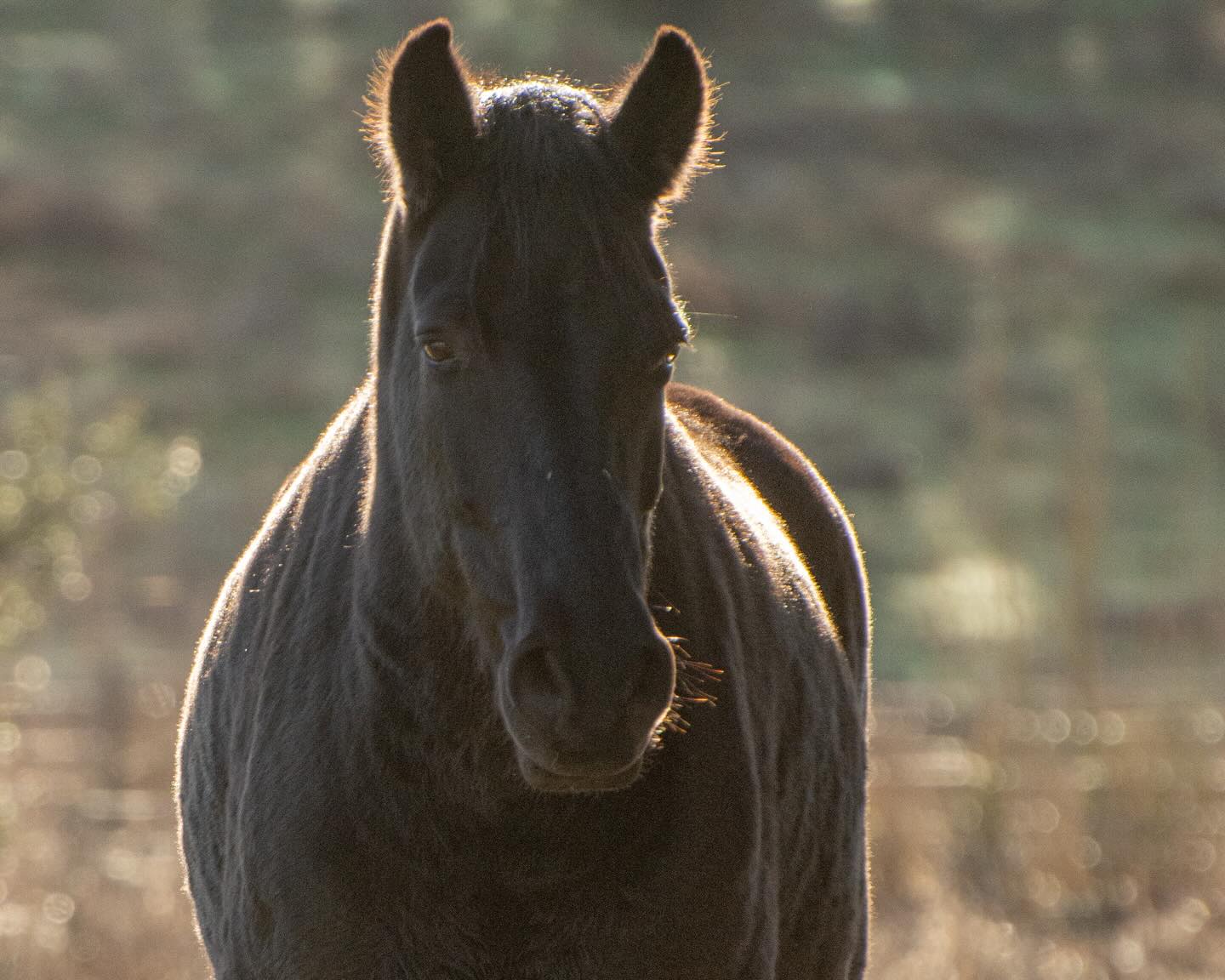 Merry Christmas ✨ my gift to you is 50% off on online lessons between now and January 6th 2026.