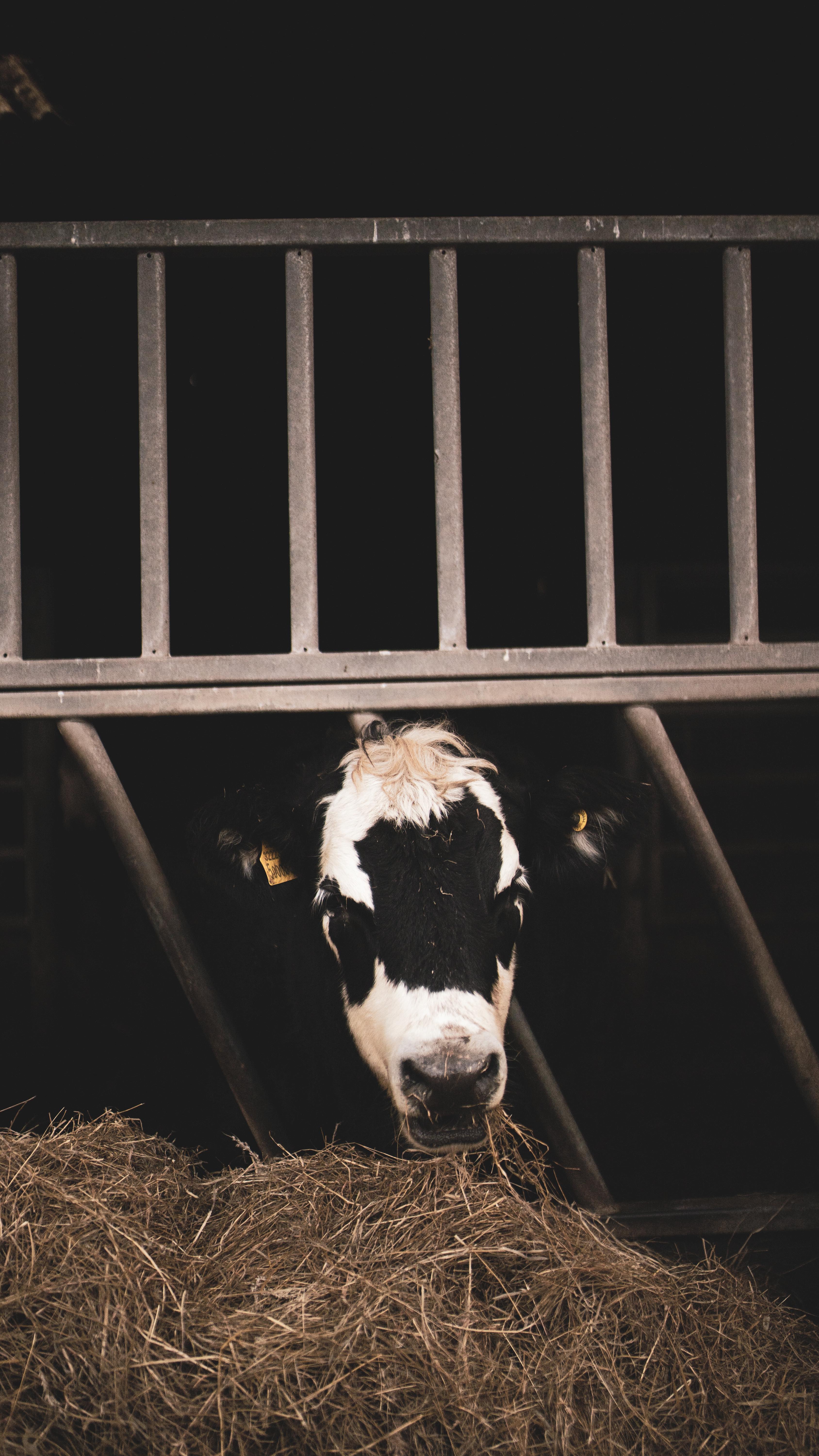Embracing country life 🍂
Before meeting Brad I’d had little to do with cows, but me being me as soon as I could I got involved. I can honestly tell you I had no idea how intelligent, inquisitive and loving cows could be!
As much as I can around work and the horses I’m there mucking in and enjoying it thoroughly!
#countrysideliving #farmlife #slowliving