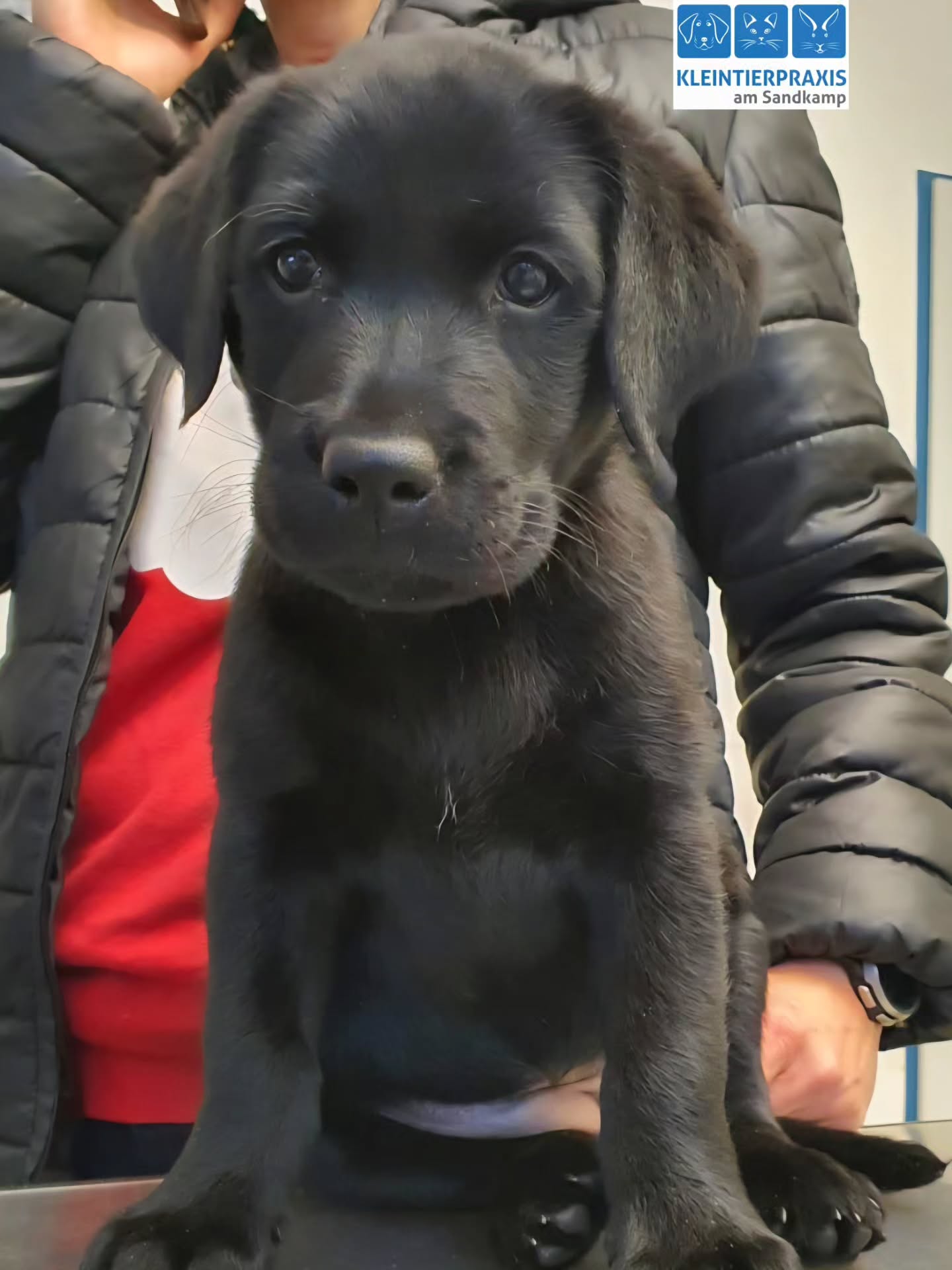 Diesen kleinen Welpen 😍 haben wir Ende Oktober durch einen Kaiserschnitt auf die Welt geholfen. Heute kam Folke zur ersten Impfung 💉 und für den Transponderchip in die Praxis.
#Tierarzt #Notfall #Hunde #Kaiserschnitt #Impfung