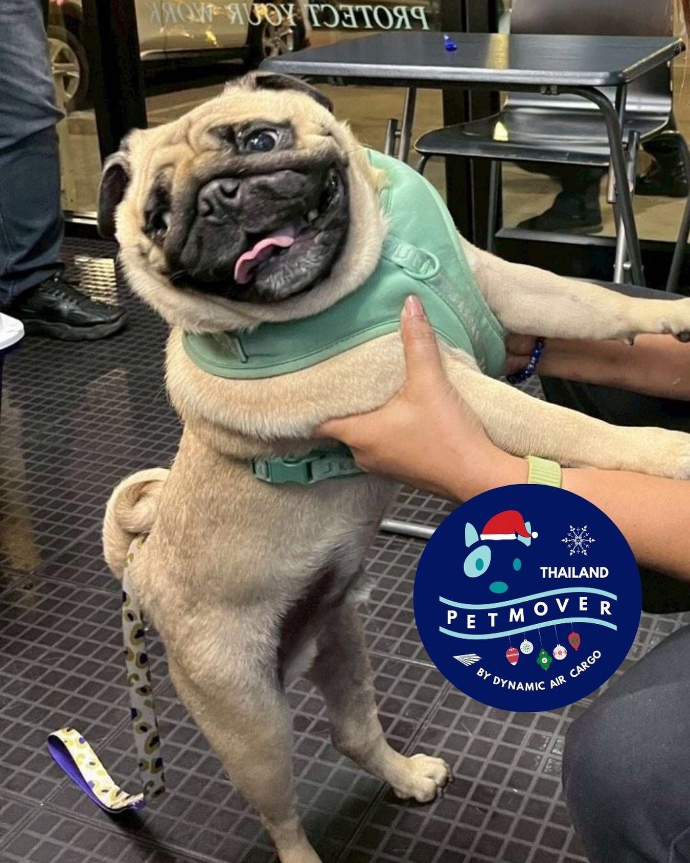 🇦🇺 🛬 🇹🇭
Are we seeing tears of joy 🥹 This was Loy’s first moments of seeing mum after a long flight from Sydney! Happy Holidays to all!
——————————————————
🐶 Thailand Pet Mover
🐱 Where Pet Lover Meets Pet Mover
🐰 Inquire via LINE: @thailandpetmover
🐯 Or Email: service@dynamicaircargo.com
🐹 Our DMs are not monitored
🐷 A trade mark service managed by Dynamic Air Cargo, a member of IPATA and IATA.
——————————————————
Please make sure you contact direct to our customer service team
#thailandpetmover #thailandpetrelocation #animallovers #petmoverthailand #petshipping