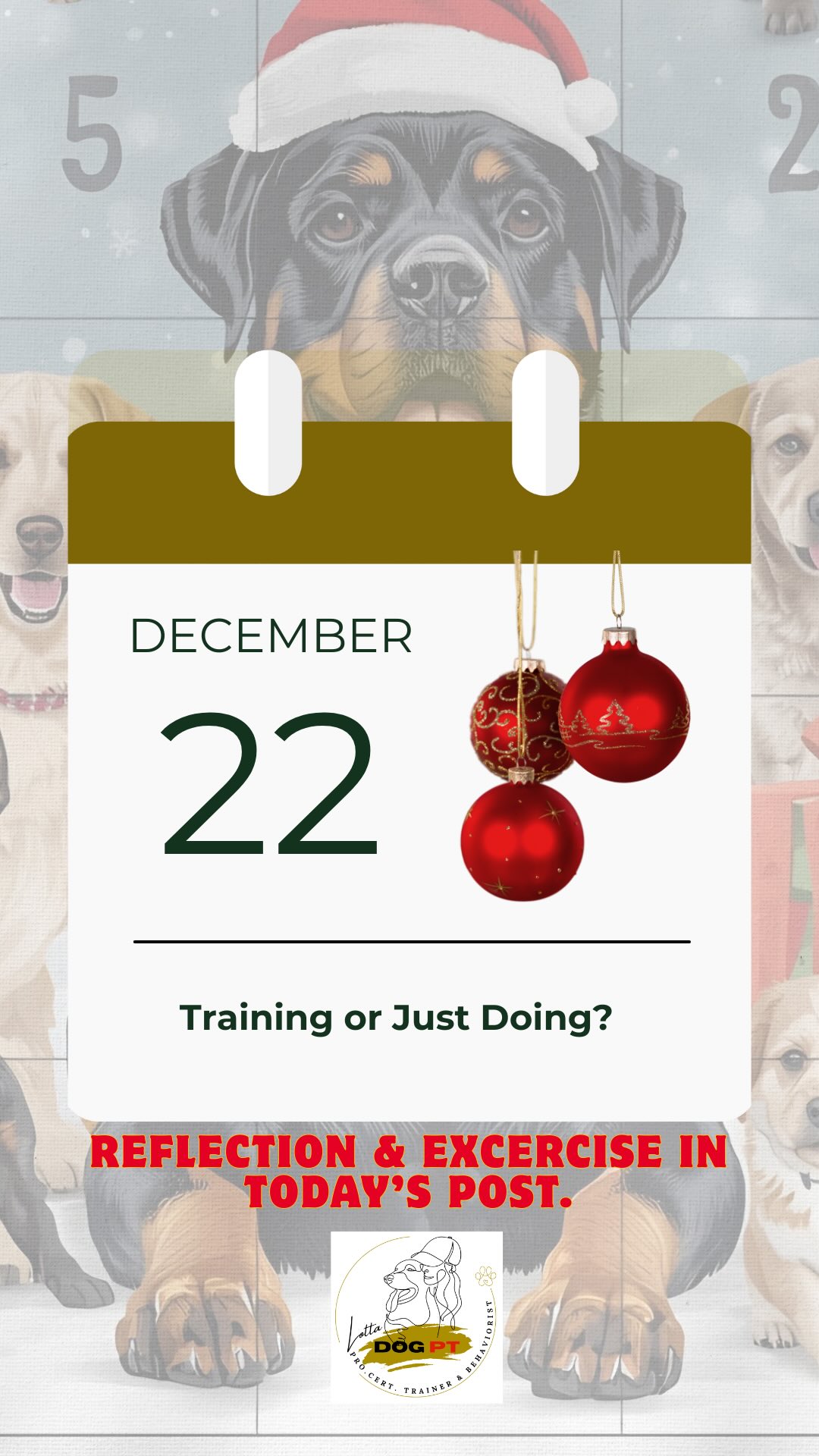 🎄 Day 22 – Training or Just Doing?
Today we trained in an indoor hall that was new to us, together with Maria and her wonderful dogs.
A lot of focus work in a completely new environment, with distractions.
It reminded me how easy it is to get stuck focusing on what isn’t working and miss everything that actually is.
Especially valuable when someone from the outside notices progress that I myself easily forget.
I know we are developing.
A big reason is my changed approach to training.
✨ Three balloons that all need air
After completing the Best Start instructor education, I’ve started to view training as three equally important parts.
Imagine three balloons:
• Engagement
• Competition style training
• Exercises and skills
All three need to be filled.
Earlier, I put almost all my energy into the exercises.
Without engagement and generalisation, results drop, no matter how much we “train skills”.
✨ Training vs just doing
This leads to a crucial difference.
Training means that what you do today helps you become a little better tomorrow.
Just doing means repeating without direction.
Training:
• Plan
• Execute
• Develop
Just doing:
• Random
• Repeat
• Stand still or move backwards
✨ Three keys I always return to
1️⃣ Reward – Does the dog truly want what I’m offering in this environment?
2️⃣ Criteria – Is the level fair so the dog has a chance to succeed?
3️⃣ Timing – Am I rewarding exactly the behaviour I want more of?
Small adjustments here make a huge difference over time.
Training is not about being perfect.
It’s about becoming a little better every day.
🌟 Small exercises, big joy, every day together.
#dogtrainingisfun
#dogpsychology
#rottweilerlife
lottadogpt