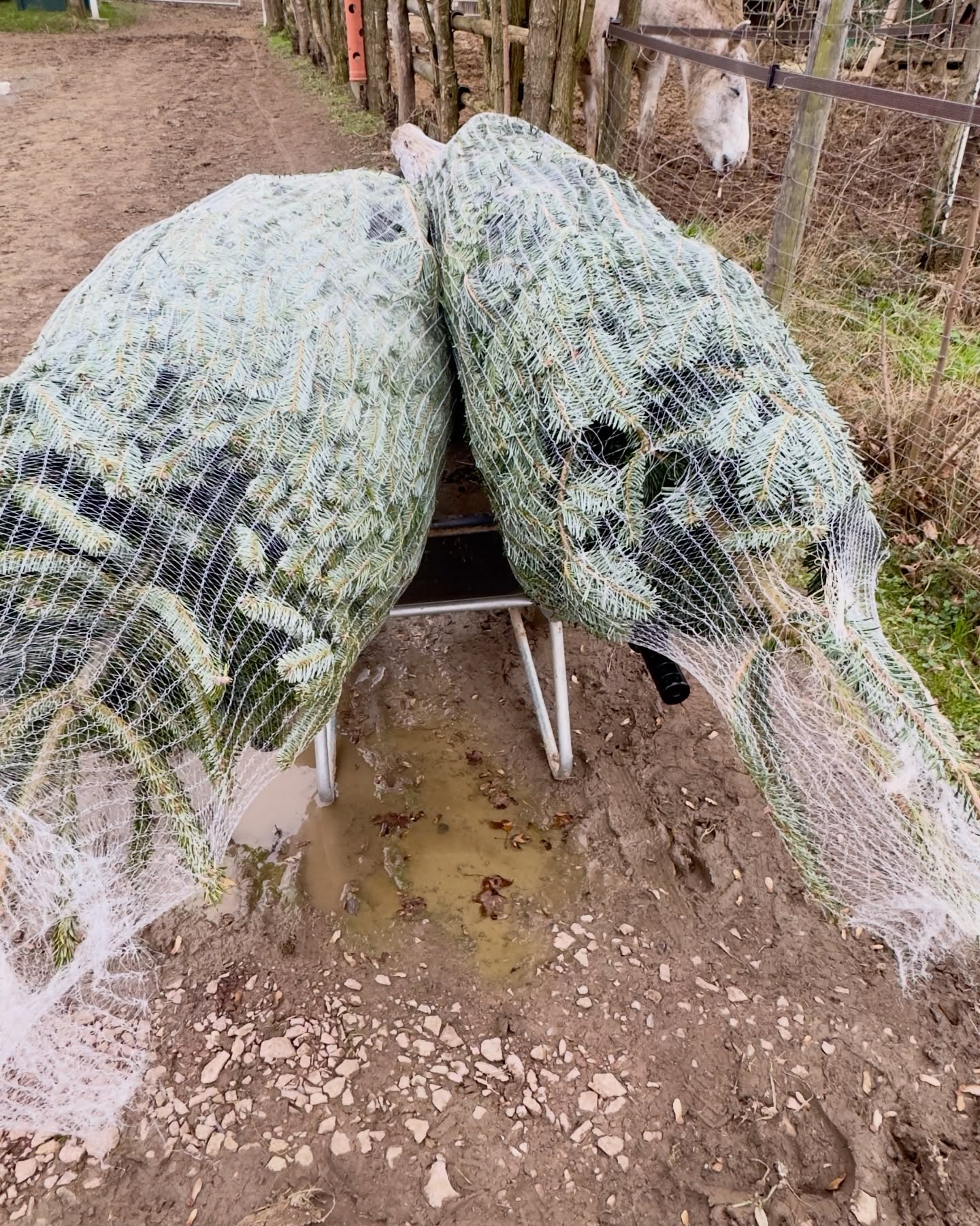 🌲
Traditionen wollen gewahrt werden ☝️!
✨Merry Christmas Jungs!
🌲🫏🦙🌲🫶
#selztallamas #stadeckenelsheim #rheinlandpfalz #rheinhessen
#rheinhessenliebe #mainz #firmenevent
#niederolm #wandern
#wandernmachtglücklich #lamas #wandernmitlamas #alpakas #wandernmitalpakas #esel #wandernmiteseln #outdoor
#draussenzuhause #begegnungshof
#begegnungshofselztallamas
#menschundtier #tieremachenglücklich #achtsamkeit #glücklich #ausflug #teamevent #afterwork #gutscheine
#weihnachten