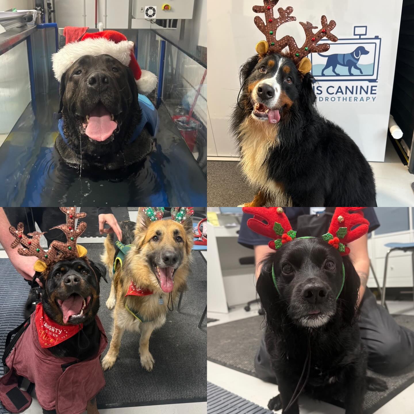 🎄 Merry Christmas from everyone at HS Canine Hydrotherapy 🎄
Thank you to everyone who has supported us — especially over our first two weeks open, which have been incredible. Your continued support, from our time as Top Dog Hydrotherapy to now, truly means so much to us 🐶💙
This year has brought so many achievements, and while we’re so proud of how far we’ve come, we’re also saying a bittersweet goodbye to Leona as she heads off on her travels. She has been such a big part of our journey and will be missed 🤍✈️
I also want to say the biggest thank you to Cody for helping turn my dream into reality. Without my brother’s belief and support, we simply wouldn’t be where we are today.
Thank you for being part of our journey — here’s to what’s still to come ✨🐾