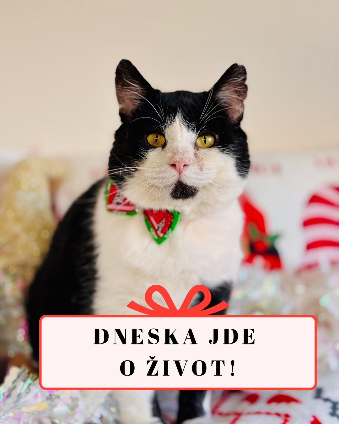 Dnešek je ve znamení chaosu. Člověk zjistí, že mu chybí půlka ingrediencí na salát (samozřejmě těch nejdůležitějších), vánočka si v troubě dělá, co chce, a do toho se do akce vložili naši chlupáči. 🐈💨
Všimli jste si toho taky? Že zrovna když nejvíc spěcháte a nesete něco horkého/těžkého/křehkého, rozhodnou se kočky být EXTRÉMNĚ přítulné? I ti největší plašánci, co se jindy schovávají v tunelu, jsou najednou všude. Hlavně pod nohama. 👣😼
Vzduchem tak u nás lítají nadávky, hromady chlupů a lidé, co radši předvedou tygří skok do prázdna a zaútočí na podlahu, než aby nedejbože šlápli na kočku. 😂 Je to regulérní olympijská disciplína!
A aby té „pohody“ nebylo málo, telefony a zprávy jedou na plné obrátky. 📞🔥 Právě teď, když by se měl svět zastavit, nám píšete a voláte, kde všude nacházíte kočičky v nouzi. Ptáte se, jestli máme možnost pomoci, jestli máme ještě kousíček místa... 💔 Je to nápor na nervy i na srdce, protože i když bychom chtěli zachránit úplně všechny, realita nás občas tlačí ke zdi. Ale nevzdáváme to!
Jak je to u vás?
🅰️ Tým „Apokalypsa“ – nekyne těsto, kočky mají z bytu jedno velké pískoviště, právě vybíráte chlup z polévky a do toho se snažíte koordinovat pomoc pro všechny ty nalezence venku? (Případ Šklíbina týmu! 🙋♀️🥣🌍)
🅱️ Tým „Pohoda“ – nohy nahoře, koukáte na pohádky, v ruce máte svařák a všechno máte „na háku“?
Dejte mi vědět, že v tom šílenství nejsem sama se Šklíbiným týmem! 🙈
Terka ze Šklíby 🐾