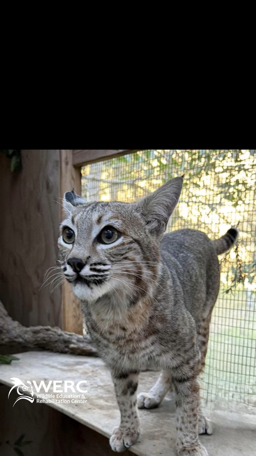 WERC is building a new facility, but the cost of a full-size bobcat enclosure is far beyond our original budget. Poppy will never return to the wild she was meant for—but with your help, she doesn’t have to lose everything. Your donation will give her a spacious, enriched habitat where she can live with comfort, dignity, and as much freedom as captivity allows. #bobcatrescue #morganhill #gilroy #leavethemwild