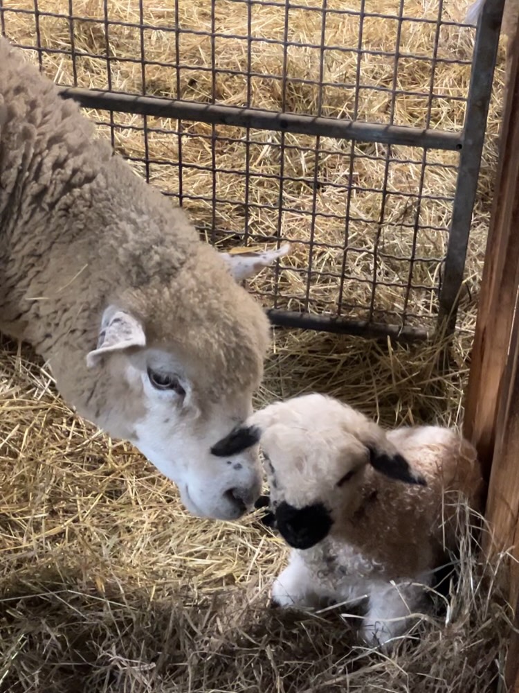 Les premières naissances marquent le début de la saison à Mountain Farm 🐑
Les agneaux font leurs premiers pas au cœur du ranch 🌾
Ici, la terre vit et raconte bien plus que l’histoire des chevaux 🐎
Mountain Farm entre doucement dans une nouvelle saison ☀️
