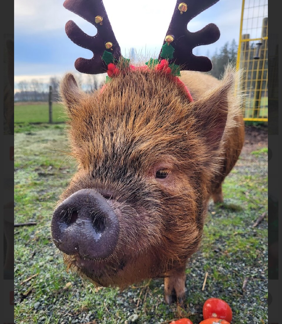 Have a wonderful Christmas from all the fun farm animals at the #Careytrainsme farm