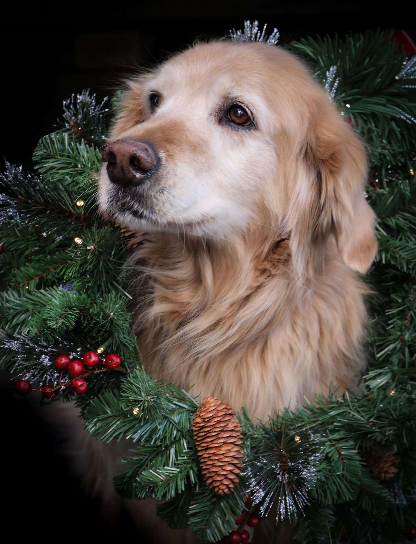 Merry Christmas, from Kiva the Christmas Dog 💙🎄
We hope everyone is taking the day to enjoy some Christmas magic ✨ #christmas #christmastime #colorado #longmont #dog
